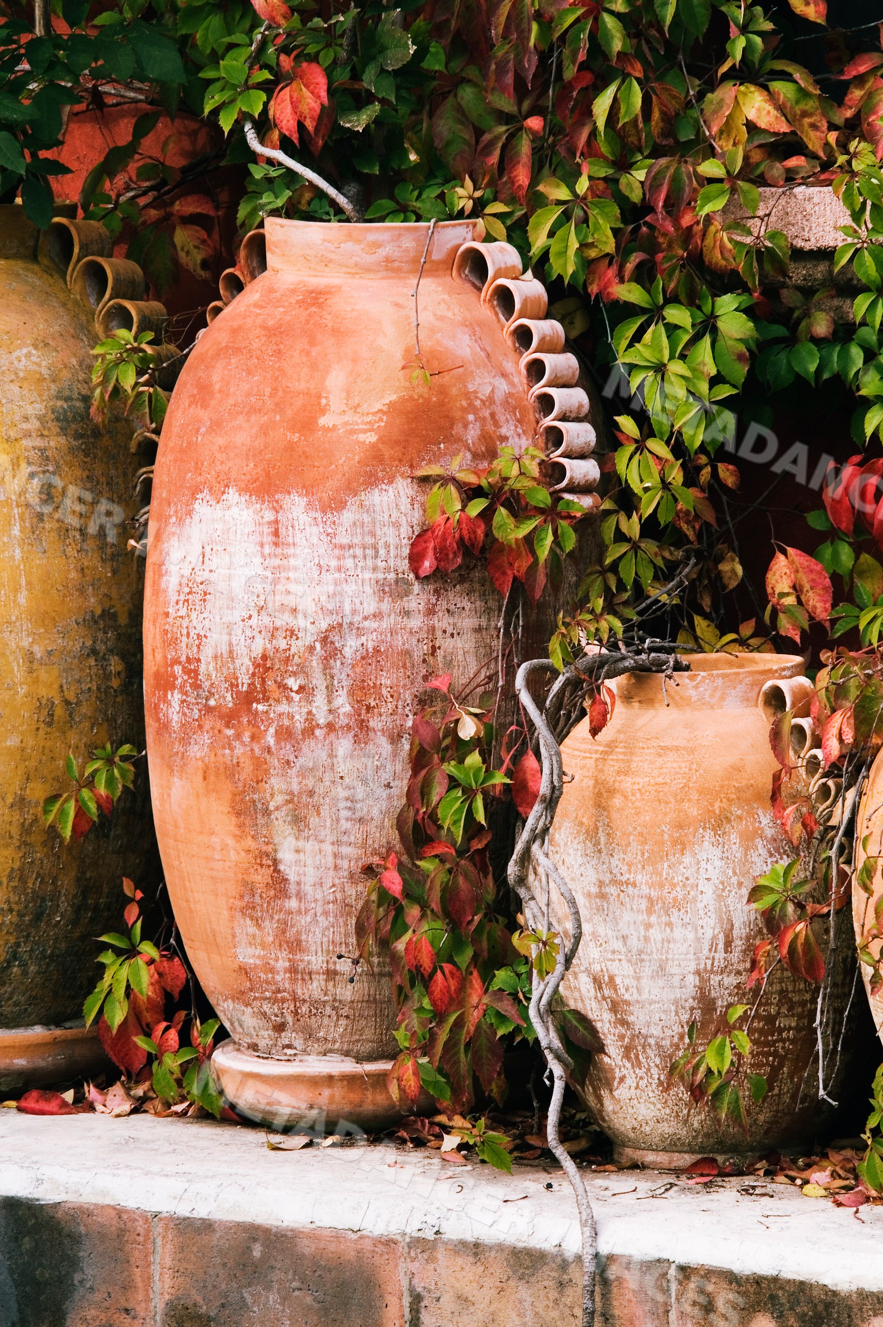 Terracotta planters with climbing vines mexico