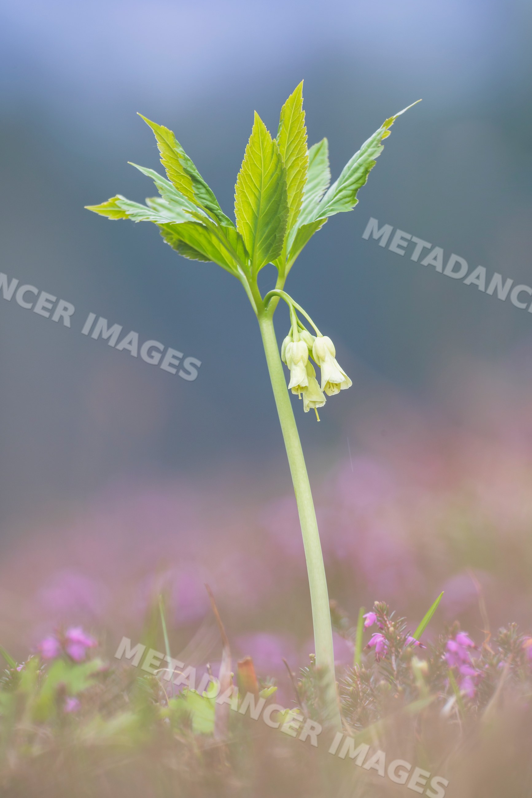 Nine-leaved Toothwort wildflower in krma valley, triglav national park