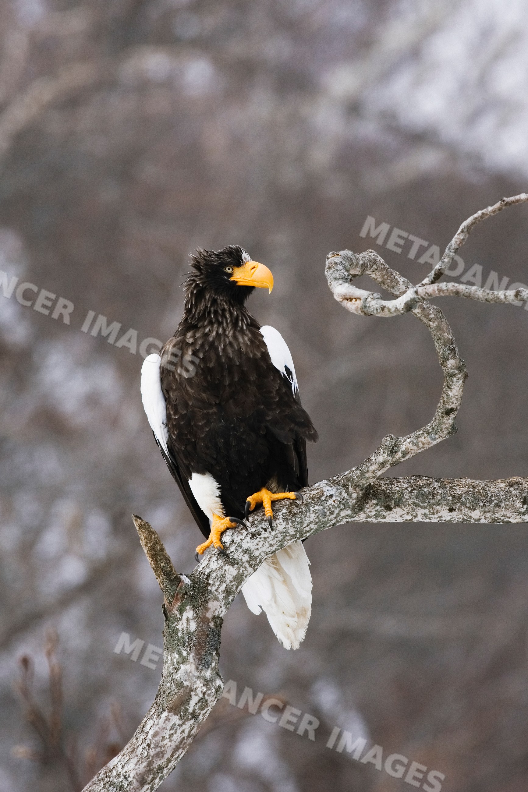 Steller's sea eagle perched on branch in winter forest Japan