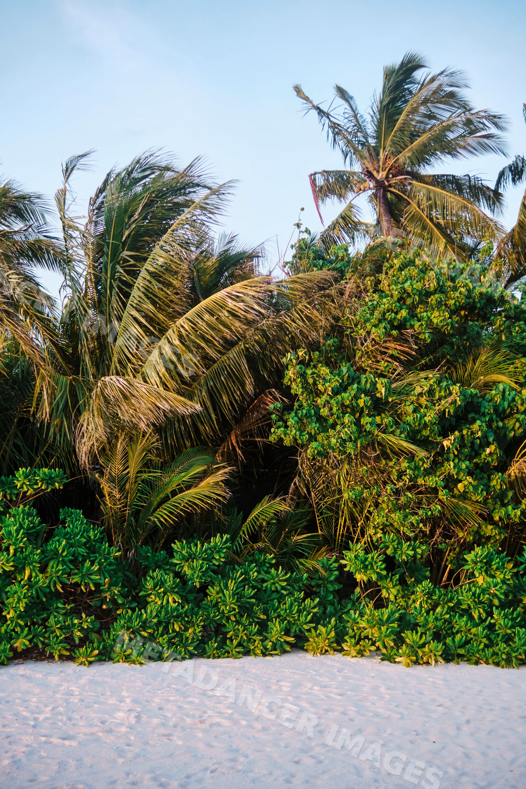 Lush tropical palm trees and greenery on a white sandy beach
