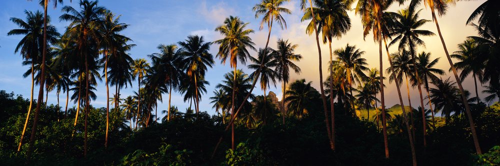 Coconut grove with palm trees at sunset