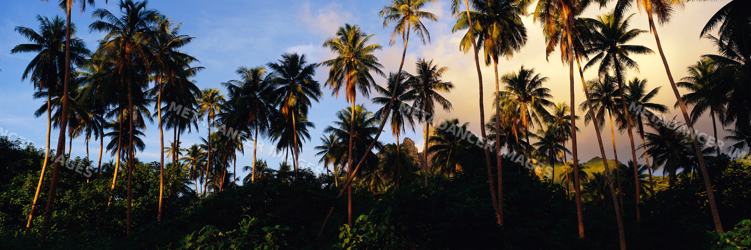Coconut grove with palm trees at sunset