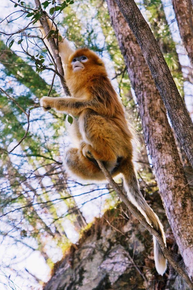 Golden monkey climbing tree branch china forest