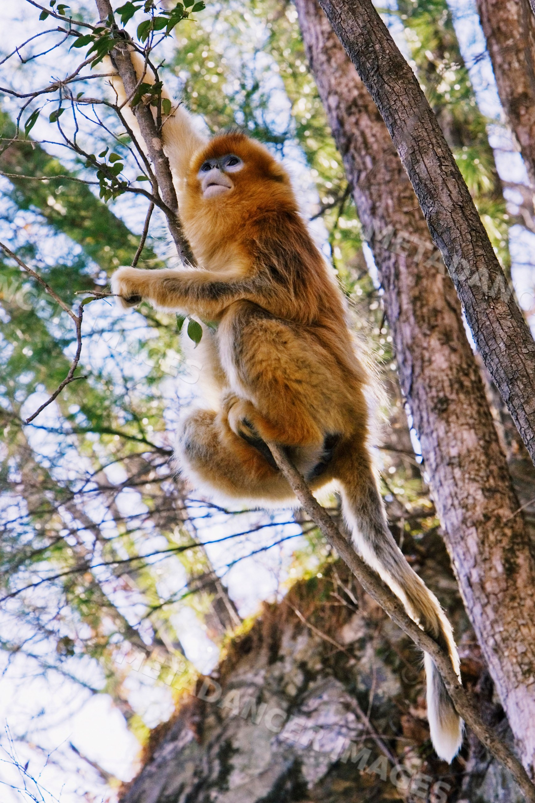 Golden monkey climbing tree branch china forest