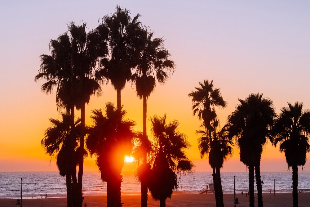 Palm trees silhouetted by sunset at Santa Monica beach