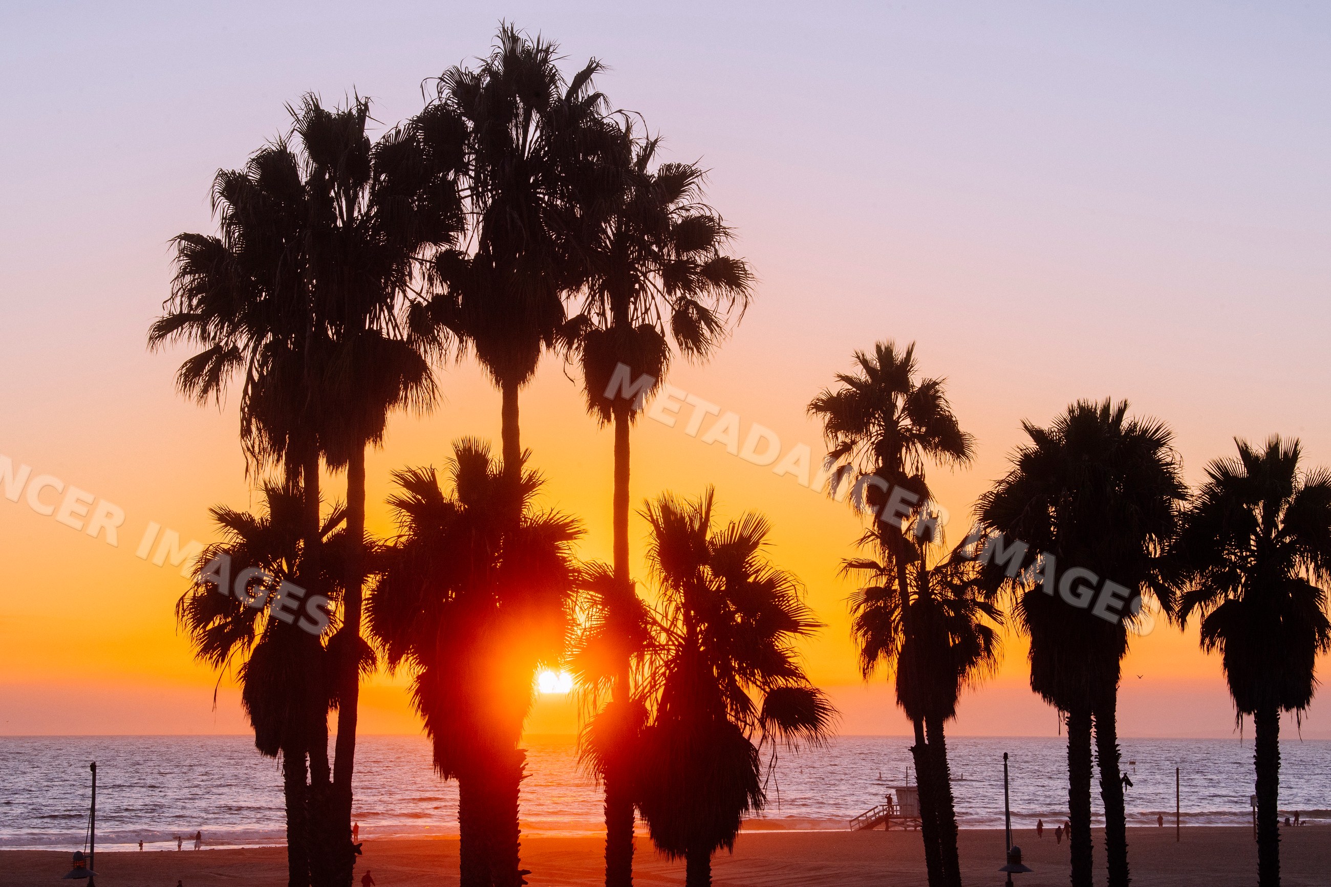 Palm trees silhouetted by sunset at Santa Monica beach