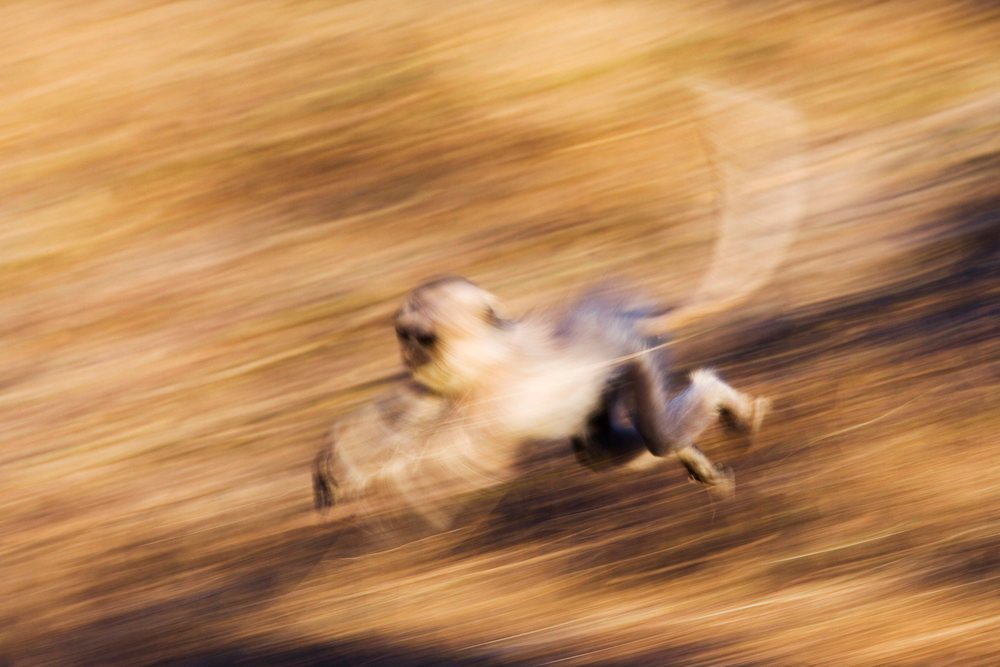 Langur monkey running swiftly in forest