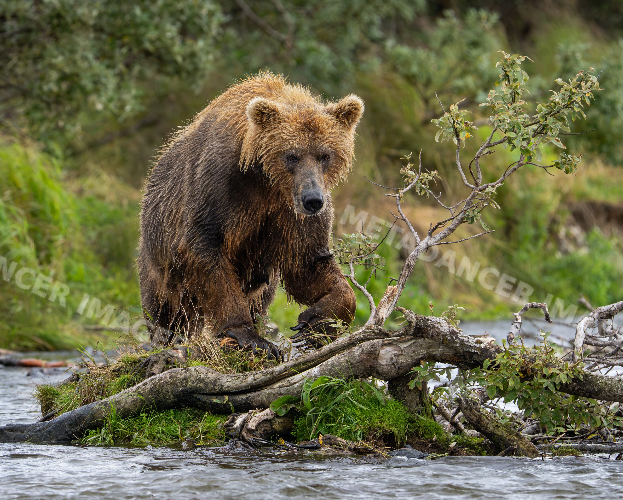 Alaskan Brown Bear standing at the river edge in Katmai National Park, Alaska