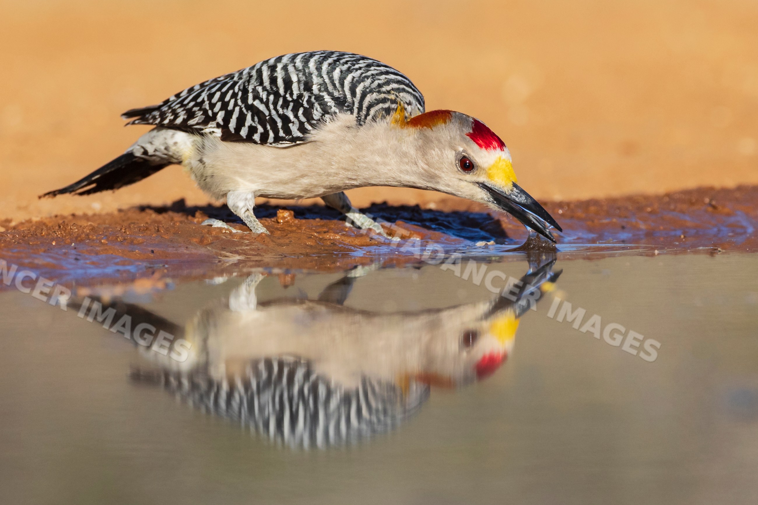 Woodpecker drinking water at santa clara ranch