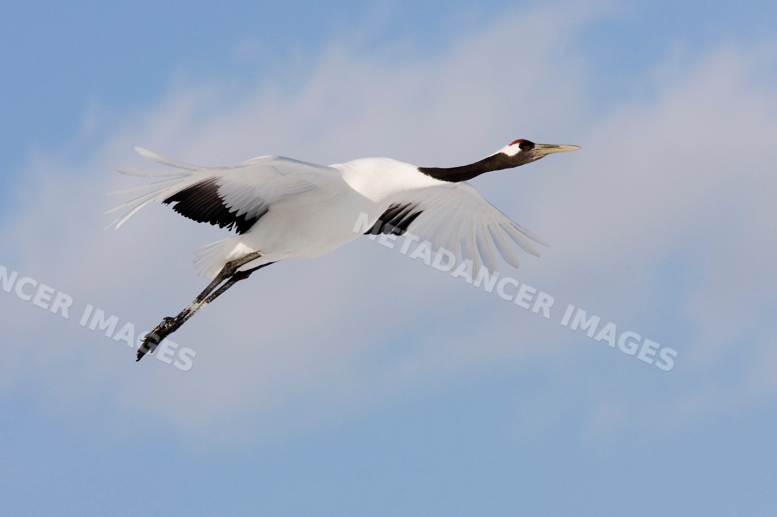 Red crowned crane against blue sky