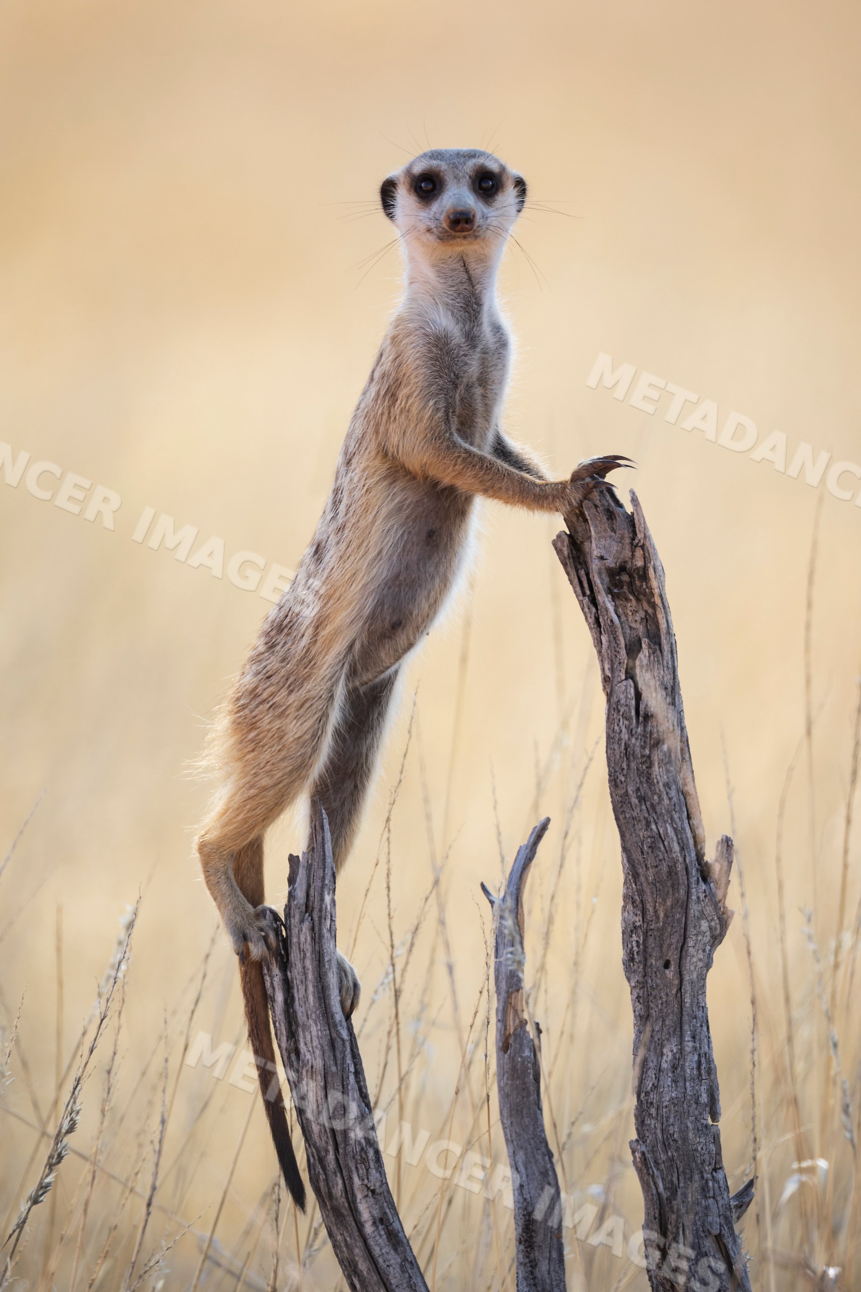 Meerkat Sentry standing vigilant