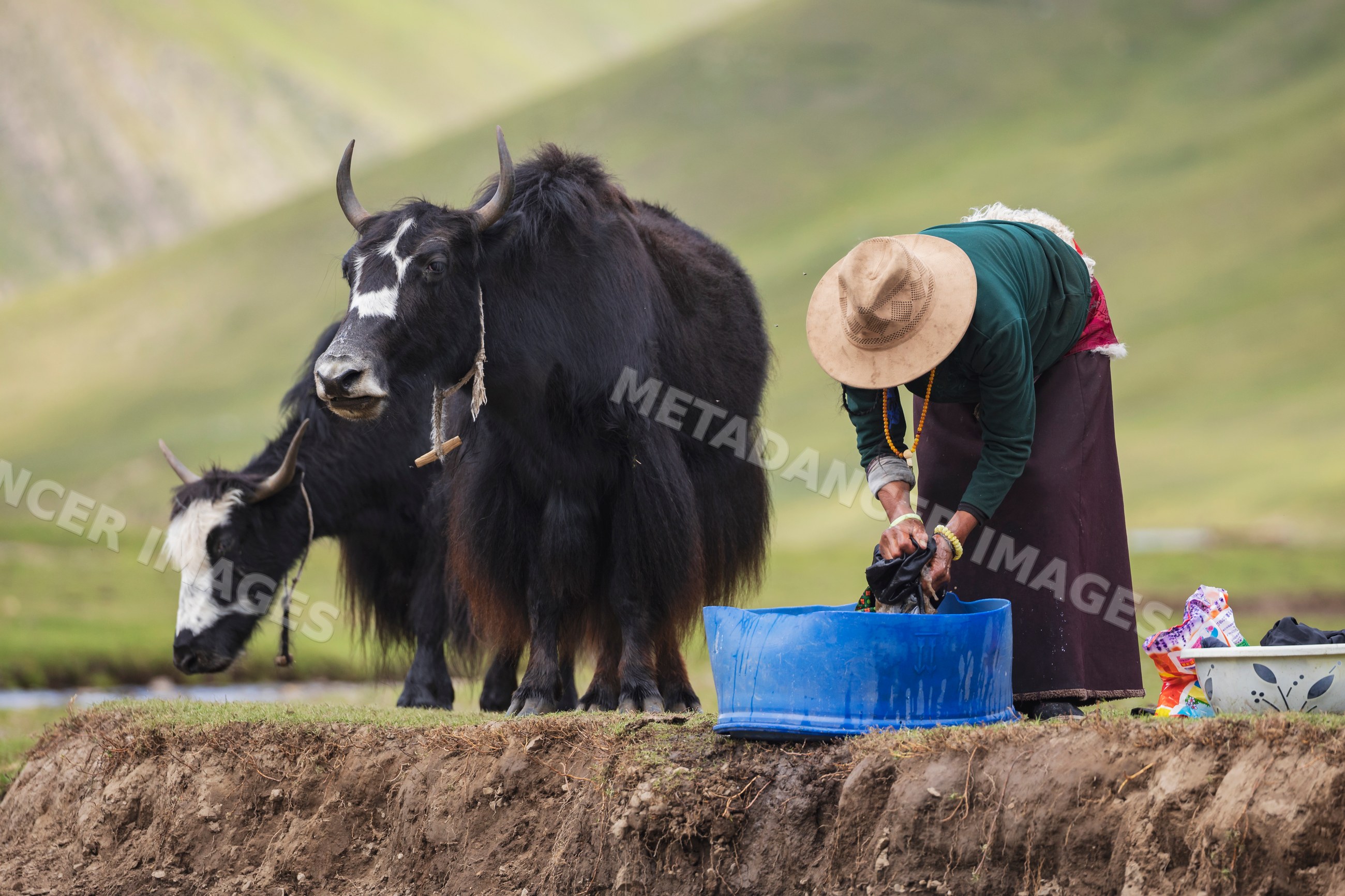 Tibetan nomadic woman doing laundry outdoors yaks
