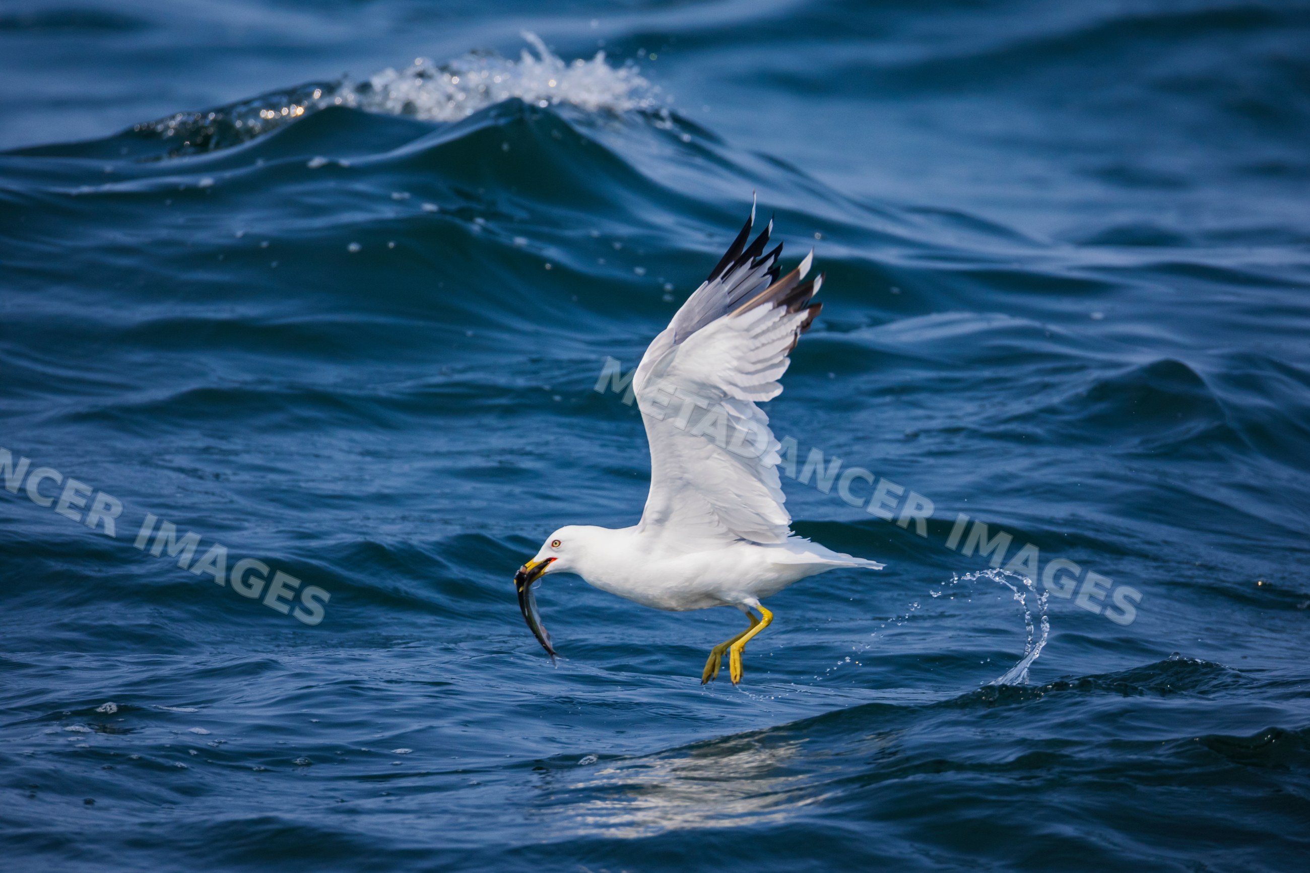 Herring gull catching Fish over ocean waves in a beach
