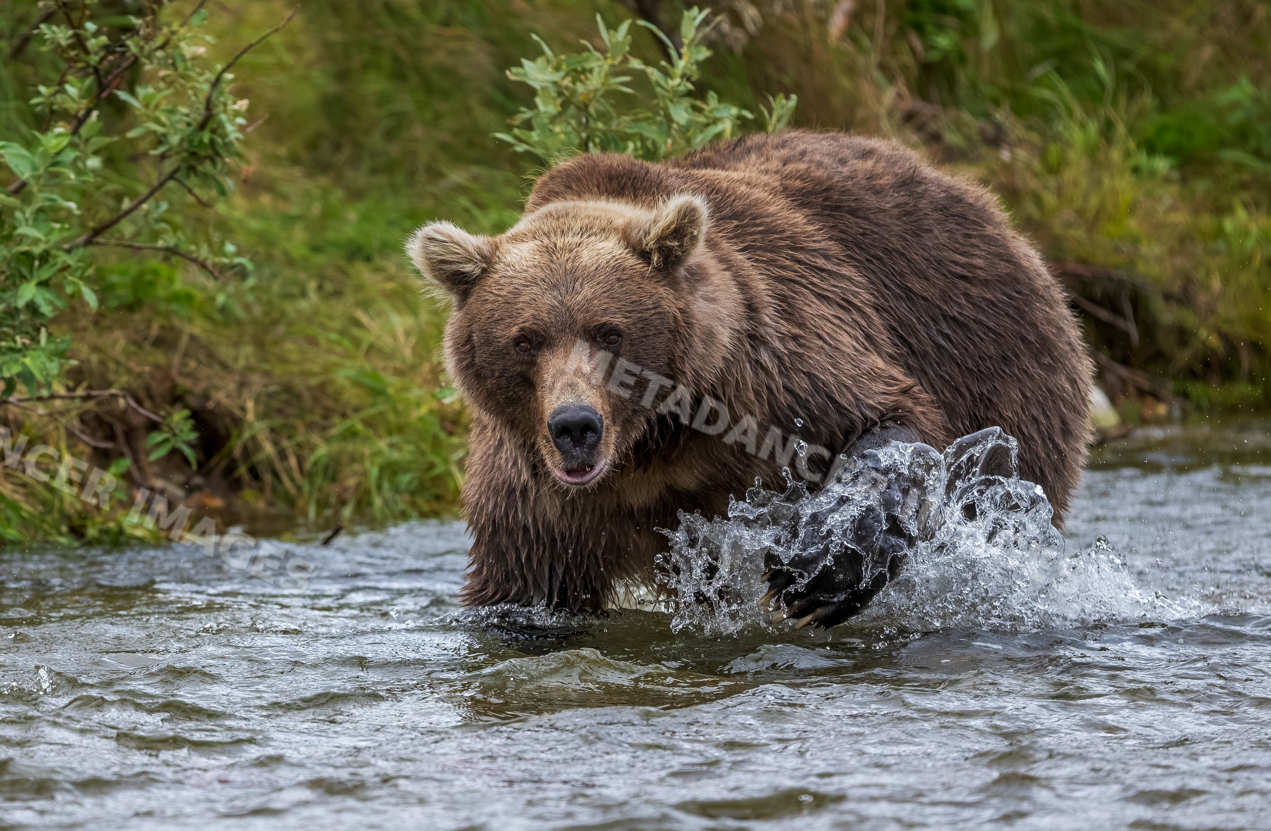 Alaskan Brown bear wading in stream at Katmai National Park Alaska