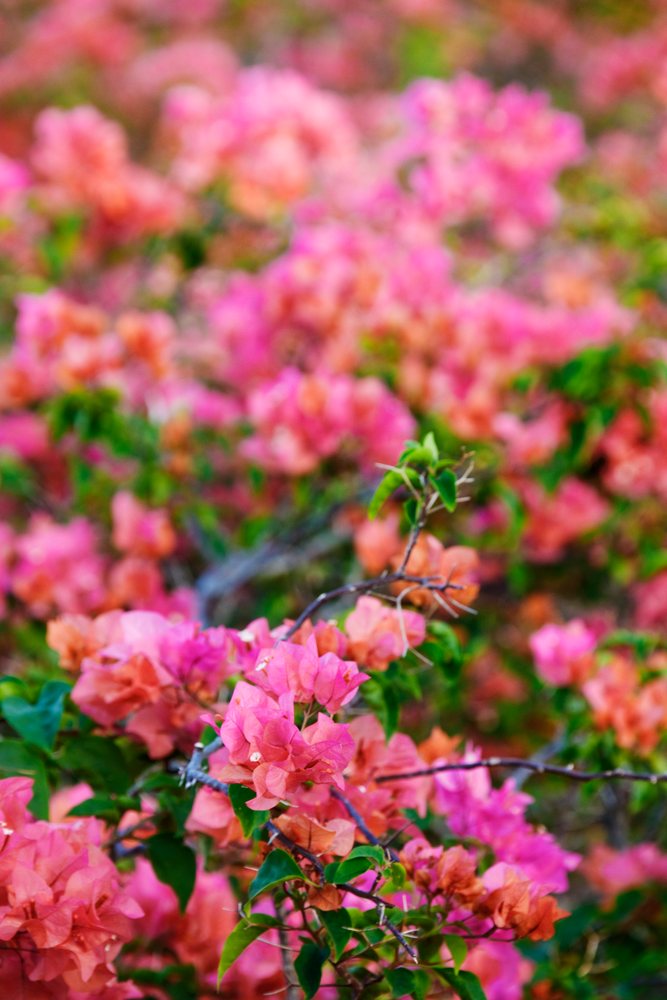 Bougainvillea flowers blooming with pink and orange petals