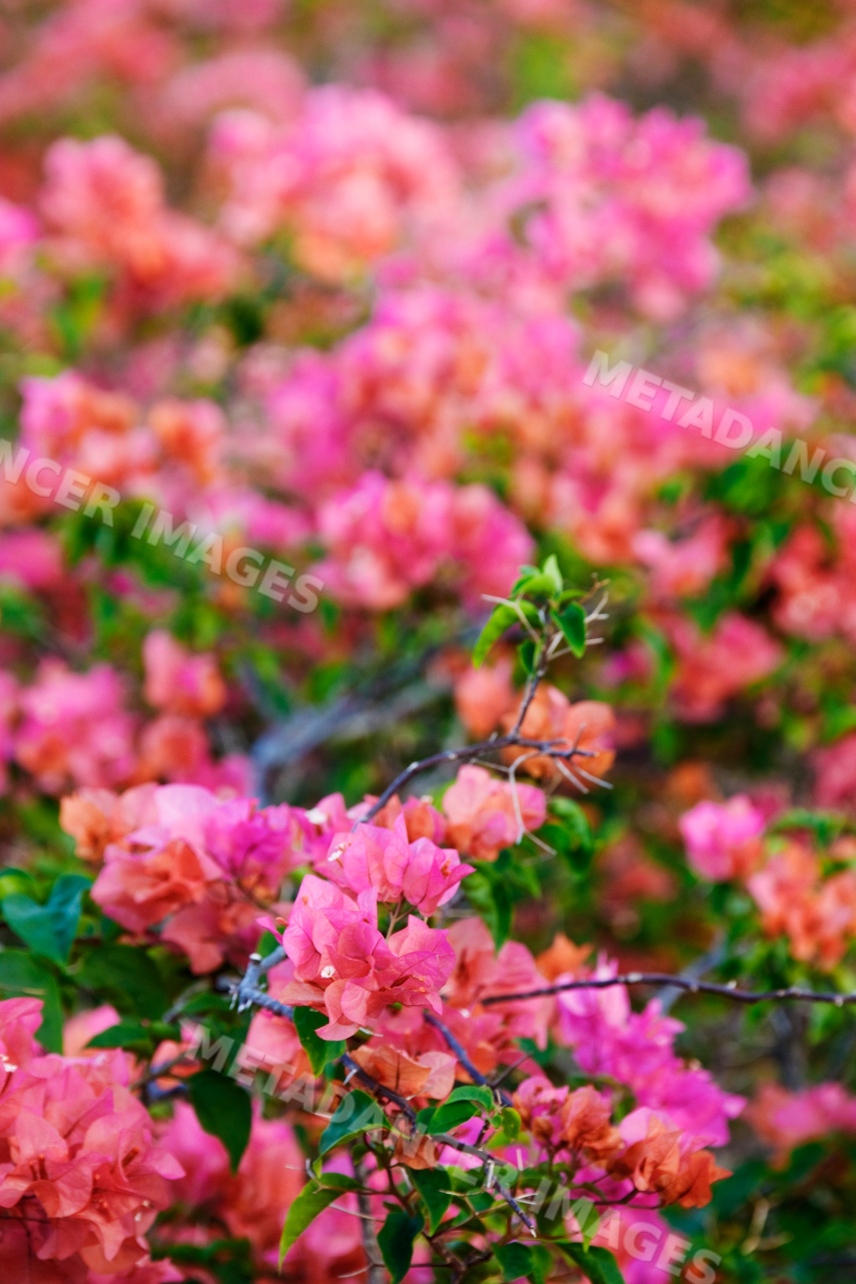 Bougainvillea flowers blooming with pink and orange petals