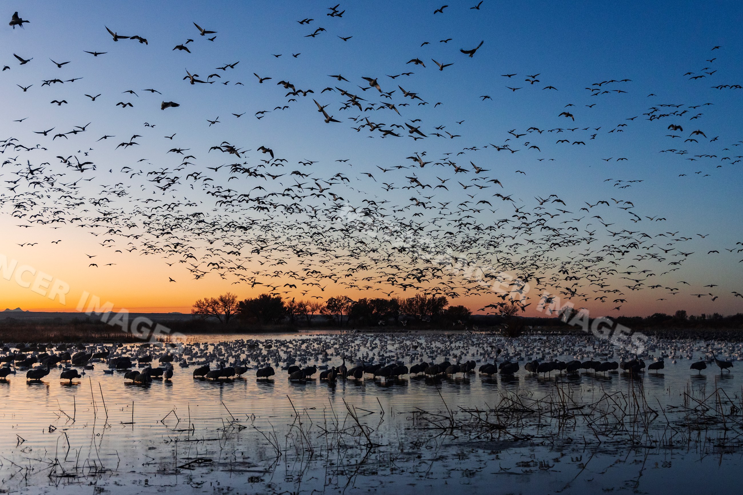 Snow Geese flying over wetland at Dawn in New Mexico