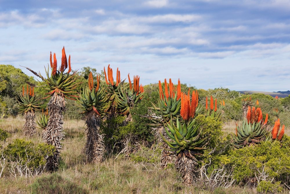 Flowering aloe plants in natural shrubland, south africa