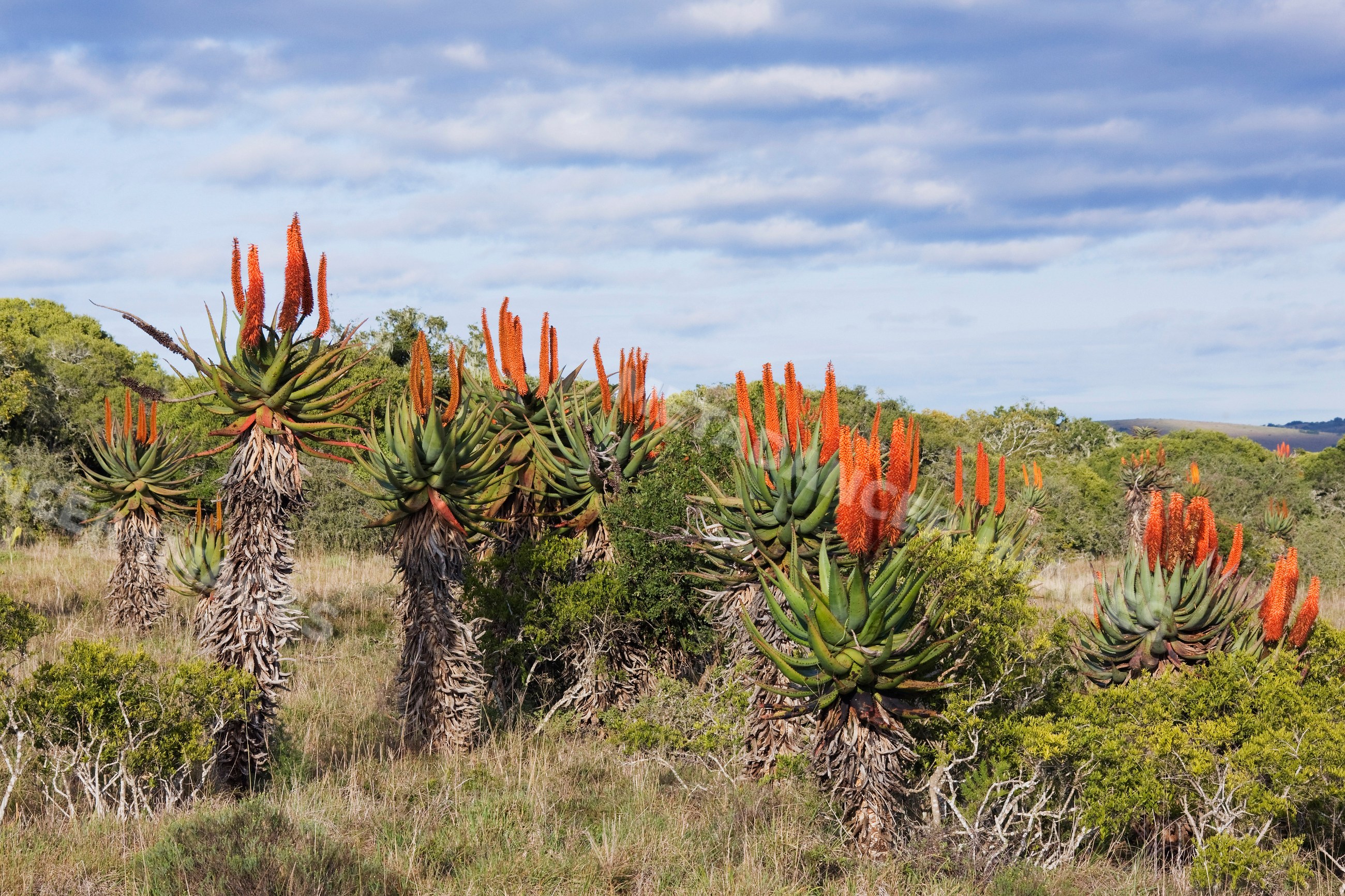 Flowering aloe plants in natural shrubland, south africa