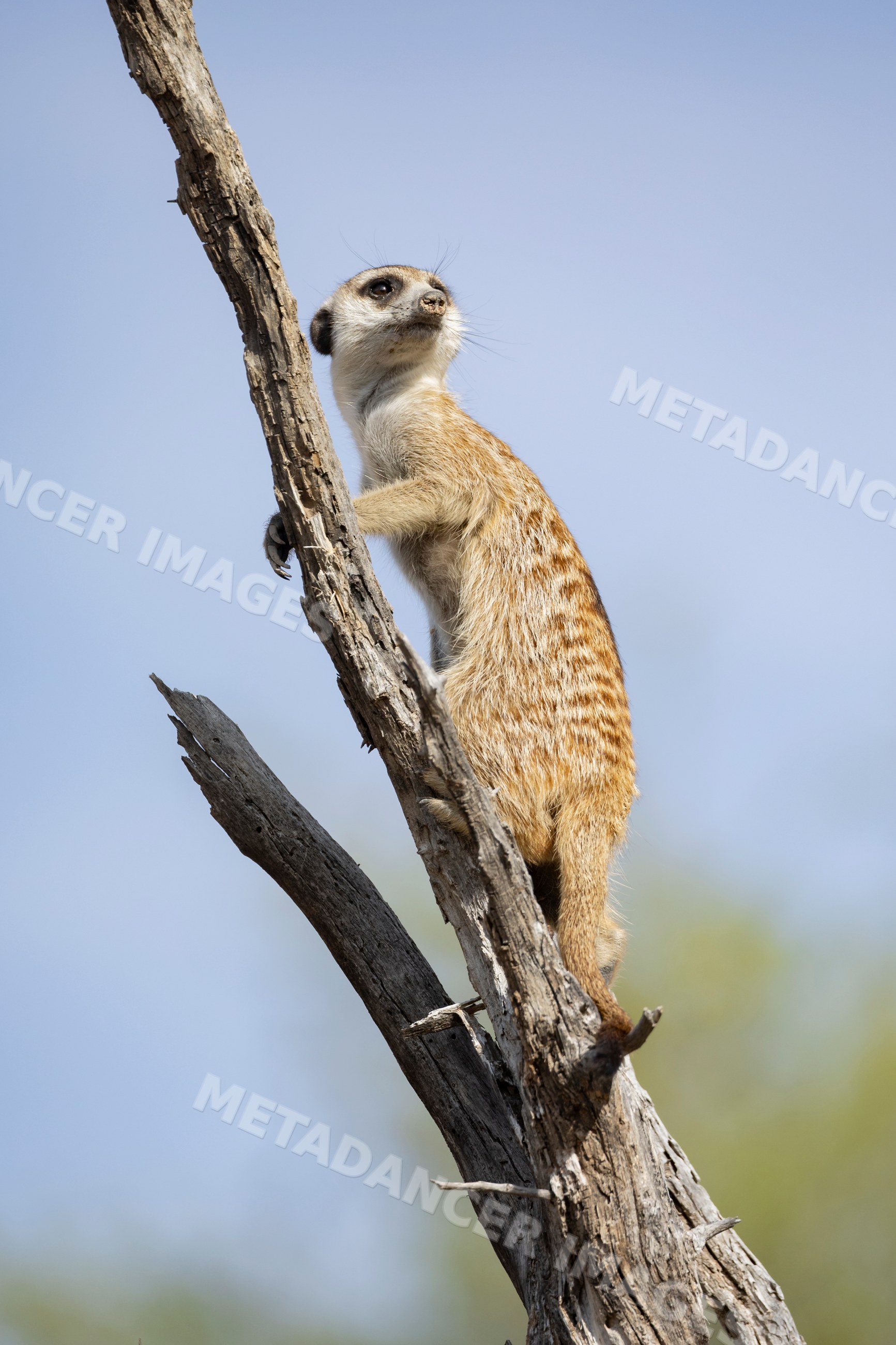 Meerkat standing alert on a dead tree branch