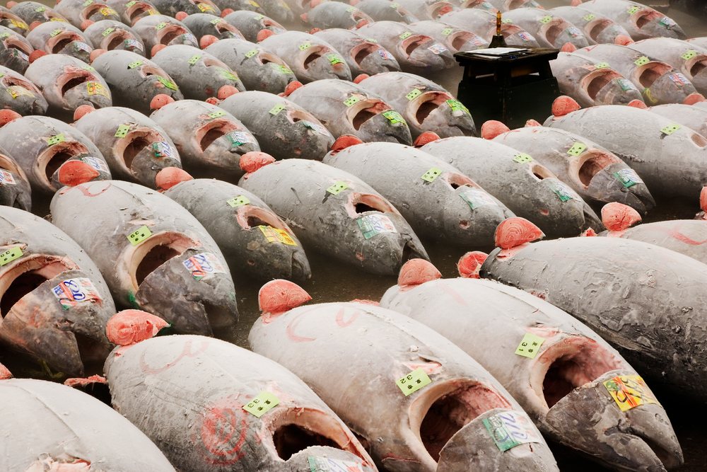 Frozen tuna fish displayed for sale fish market