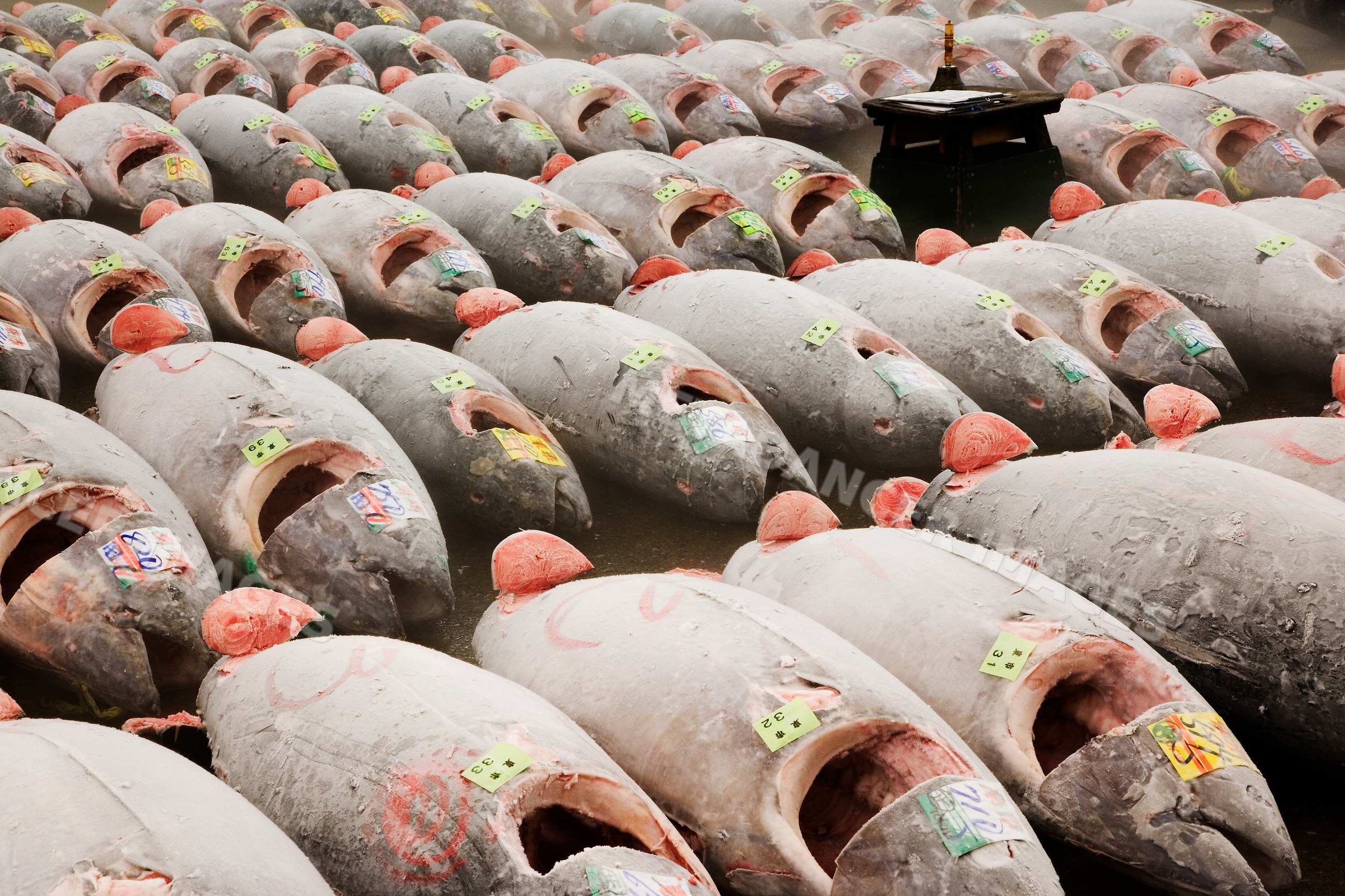 Frozen tuna fish displayed for sale fish market