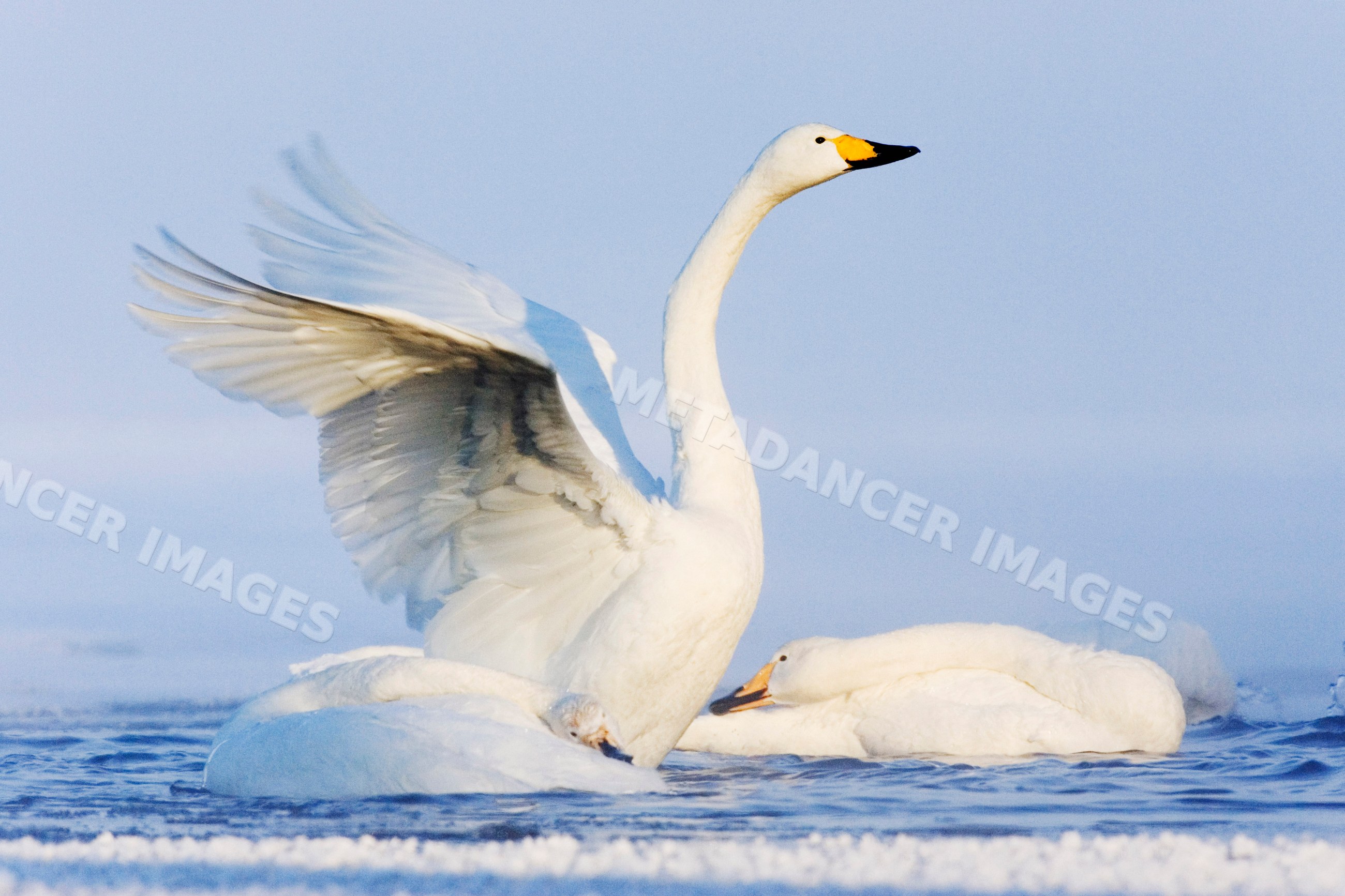 Whooper swans on kussharo lake, japan