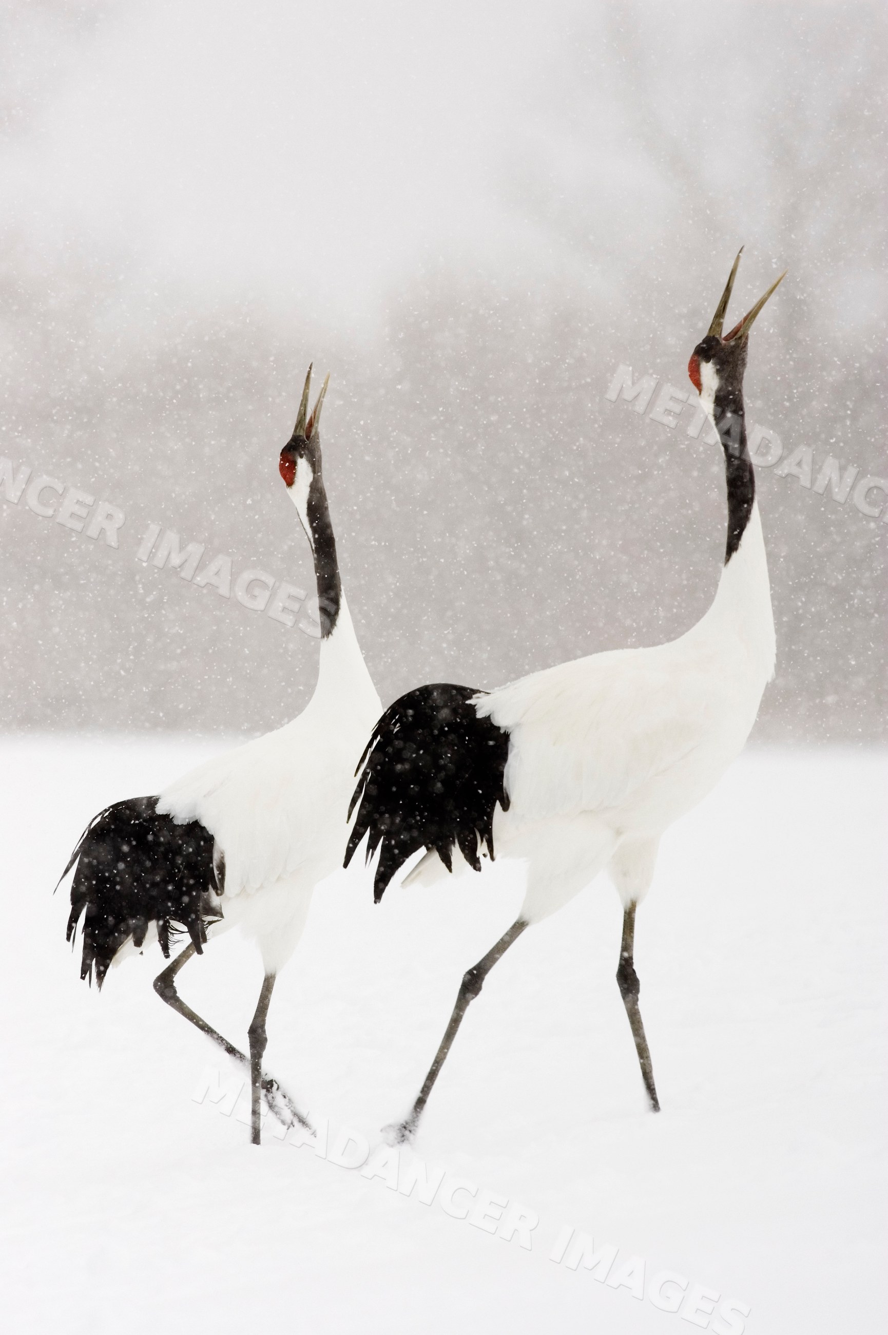 Red crowned cranes calling in snowy hokkaido, japan