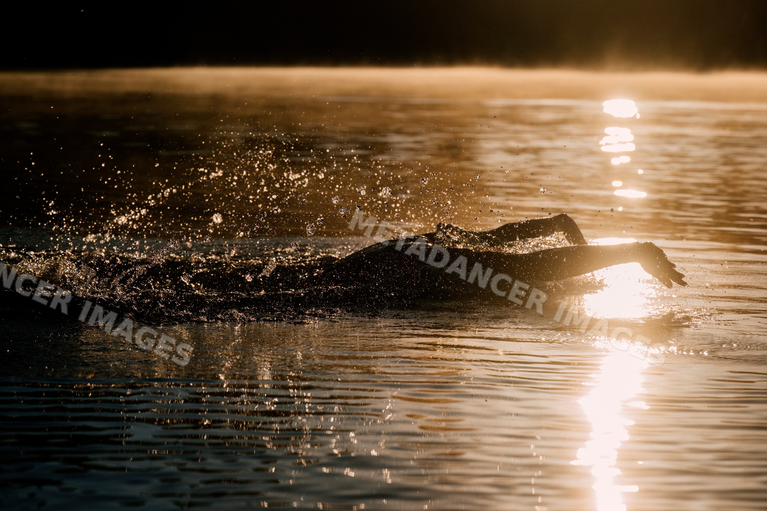 White swimmer swimming in lake at sunrise with splashes of water
