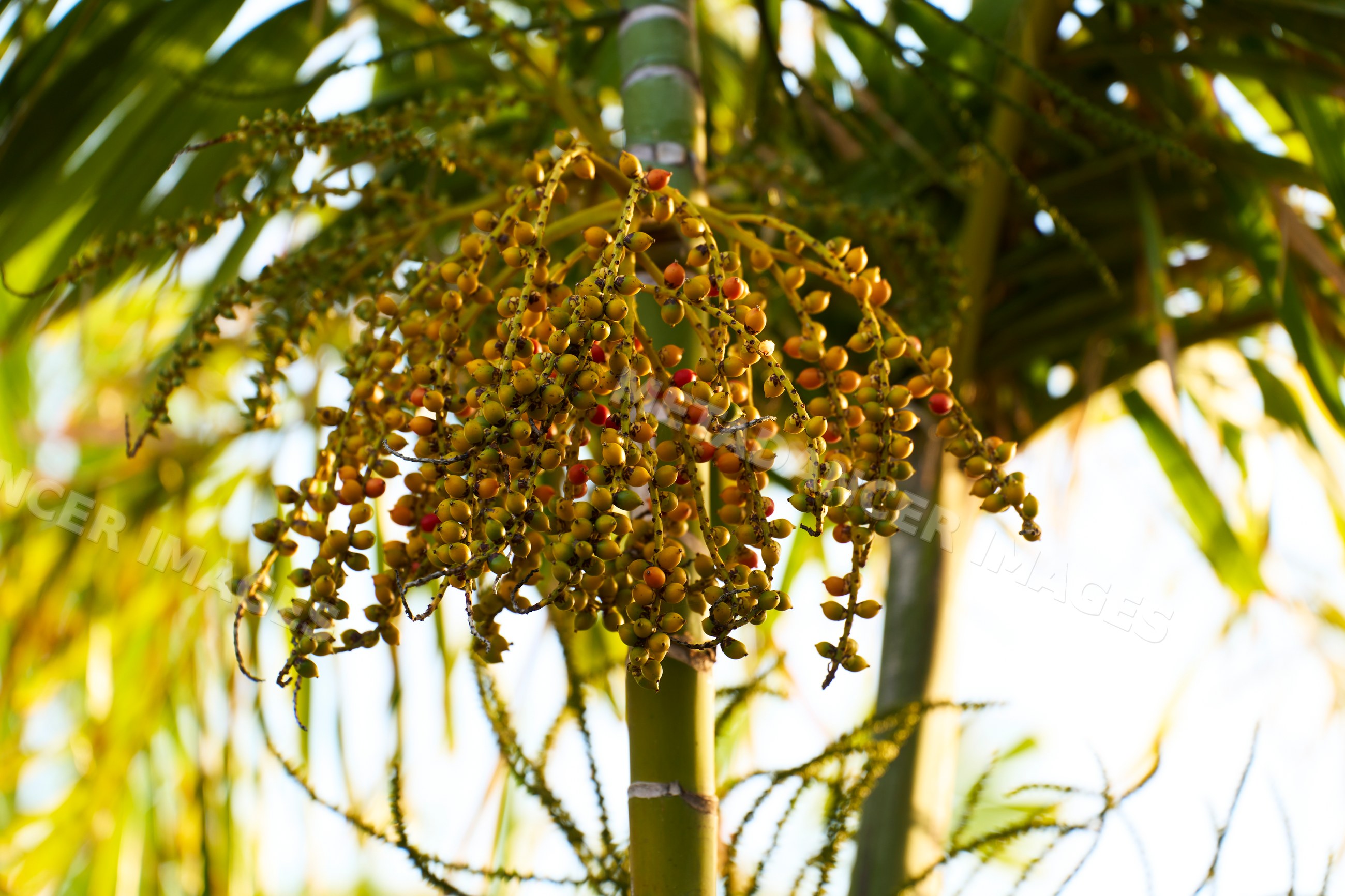 Areca palm tree with fruit clusters in tropical outdoor setting