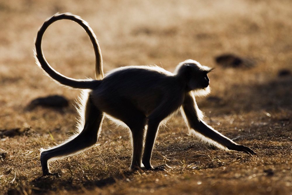 Langur monkey walking on dry grassland with backlit silhouette
