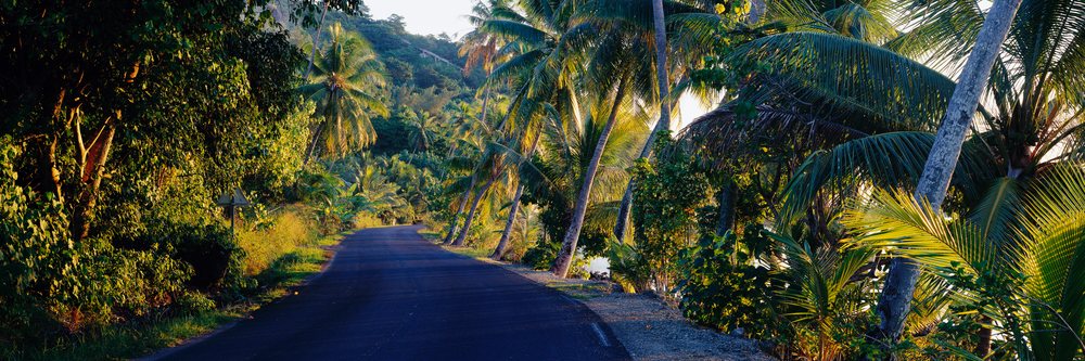 Palm trees lining a quiet tropical road