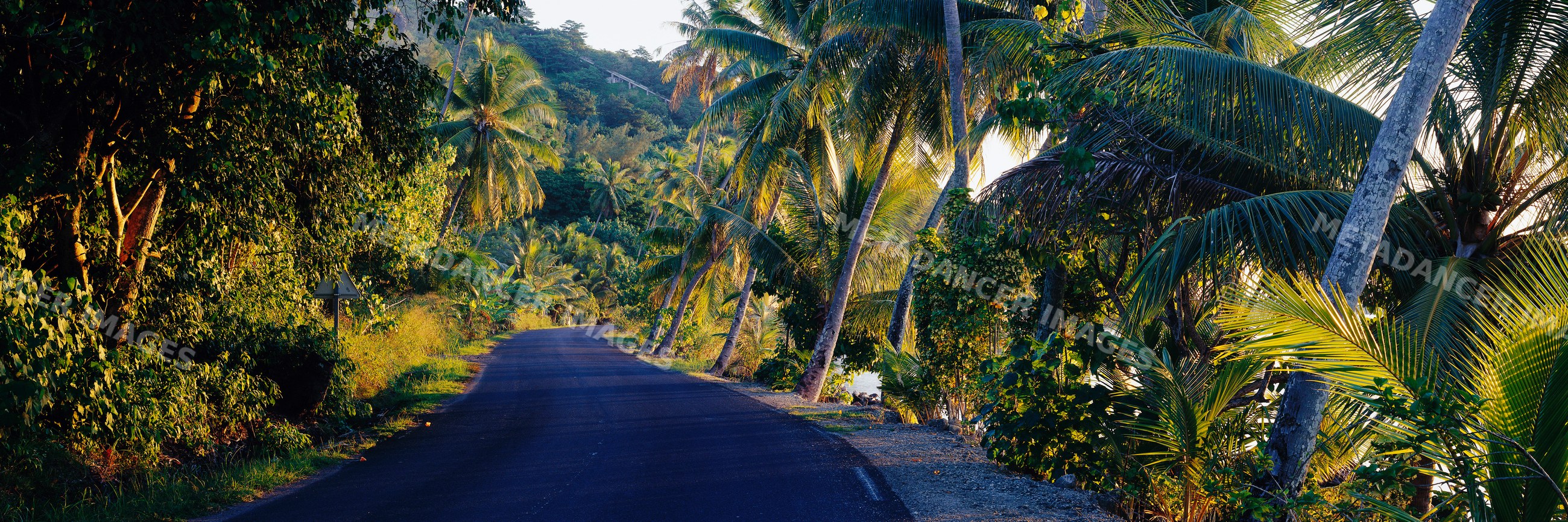 Palm trees lining a quiet tropical road