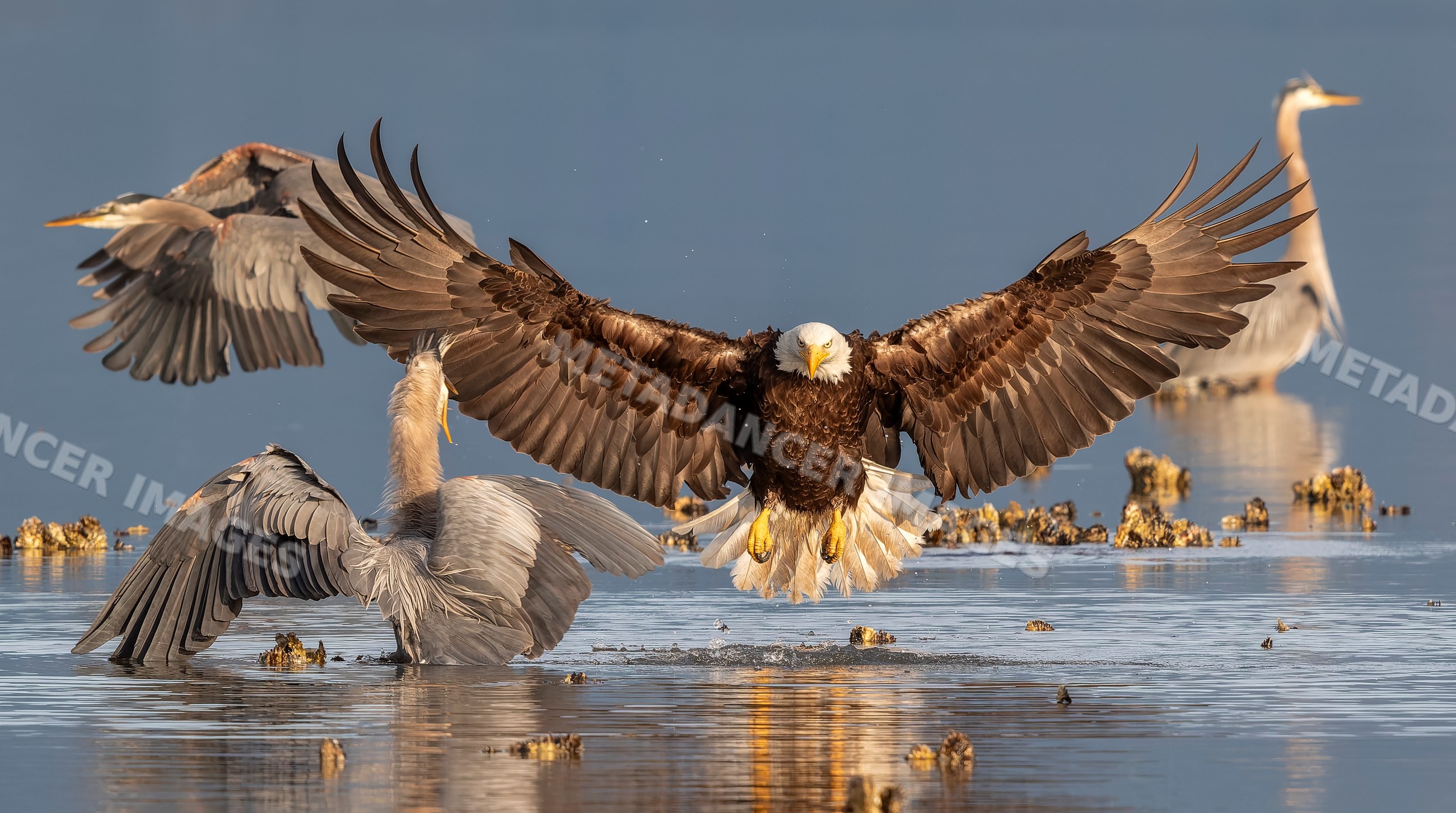 Bald eagle flying over water near great blue herons
