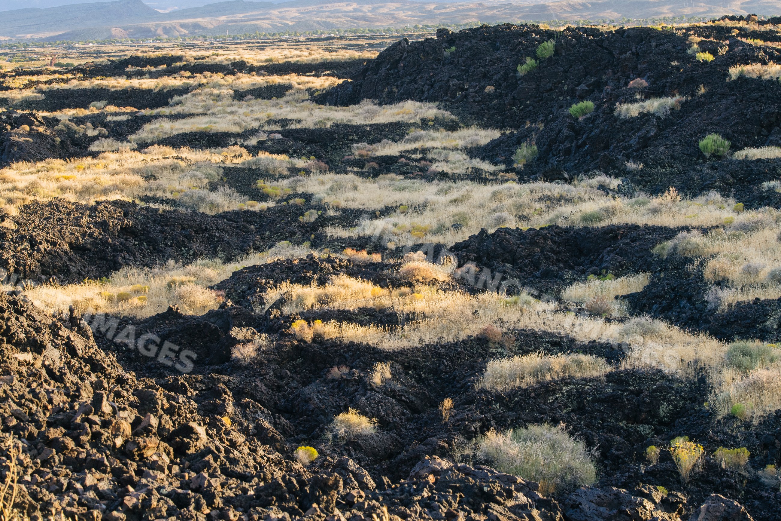 Lava field with dry grass and shrubs, Utah, USA