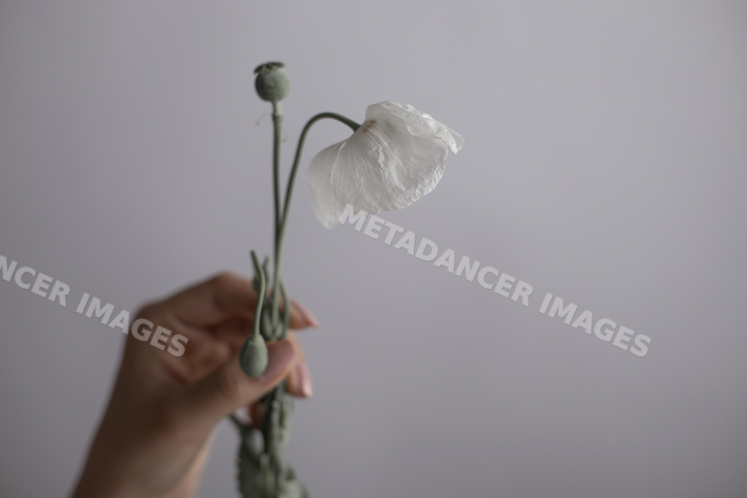 White poppy flower held by hand with delicate emotion