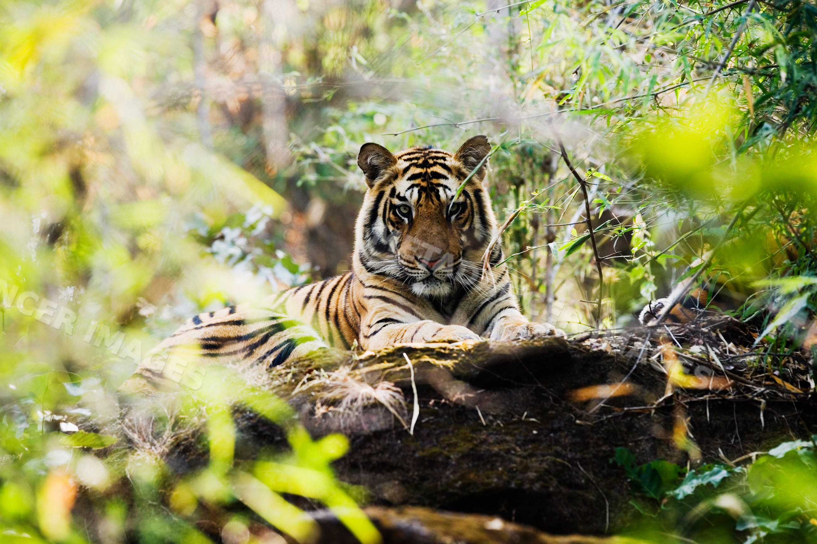 Tiger resting on rock in dense forest habitat