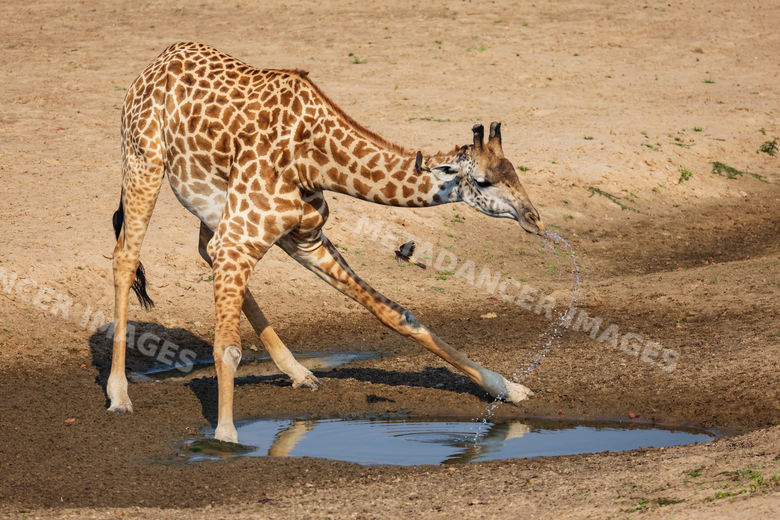 Giraffe drinking water in South Luangwa national park Zambia