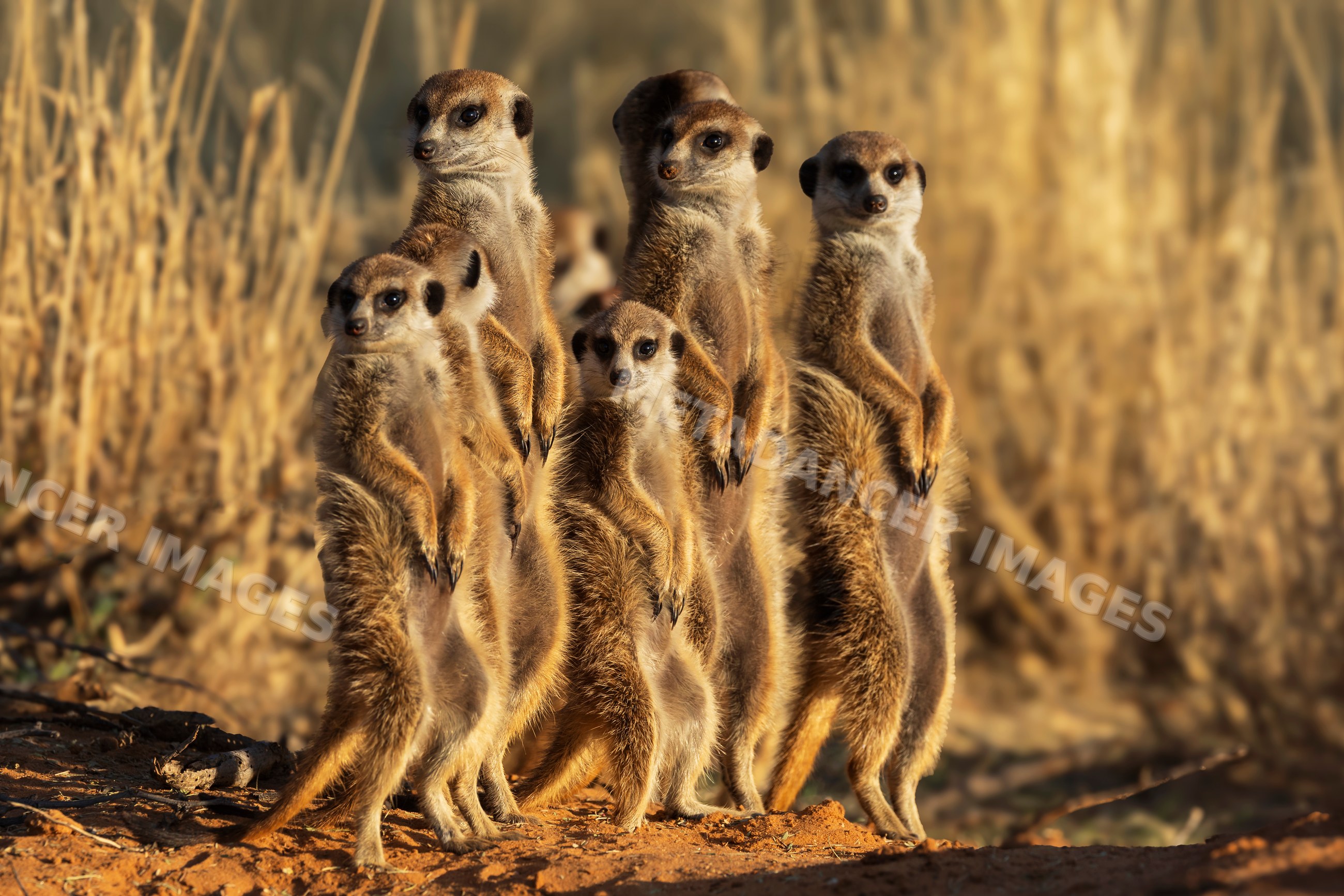Meerkats standing alert at den entrance at Sunrise in South Africa