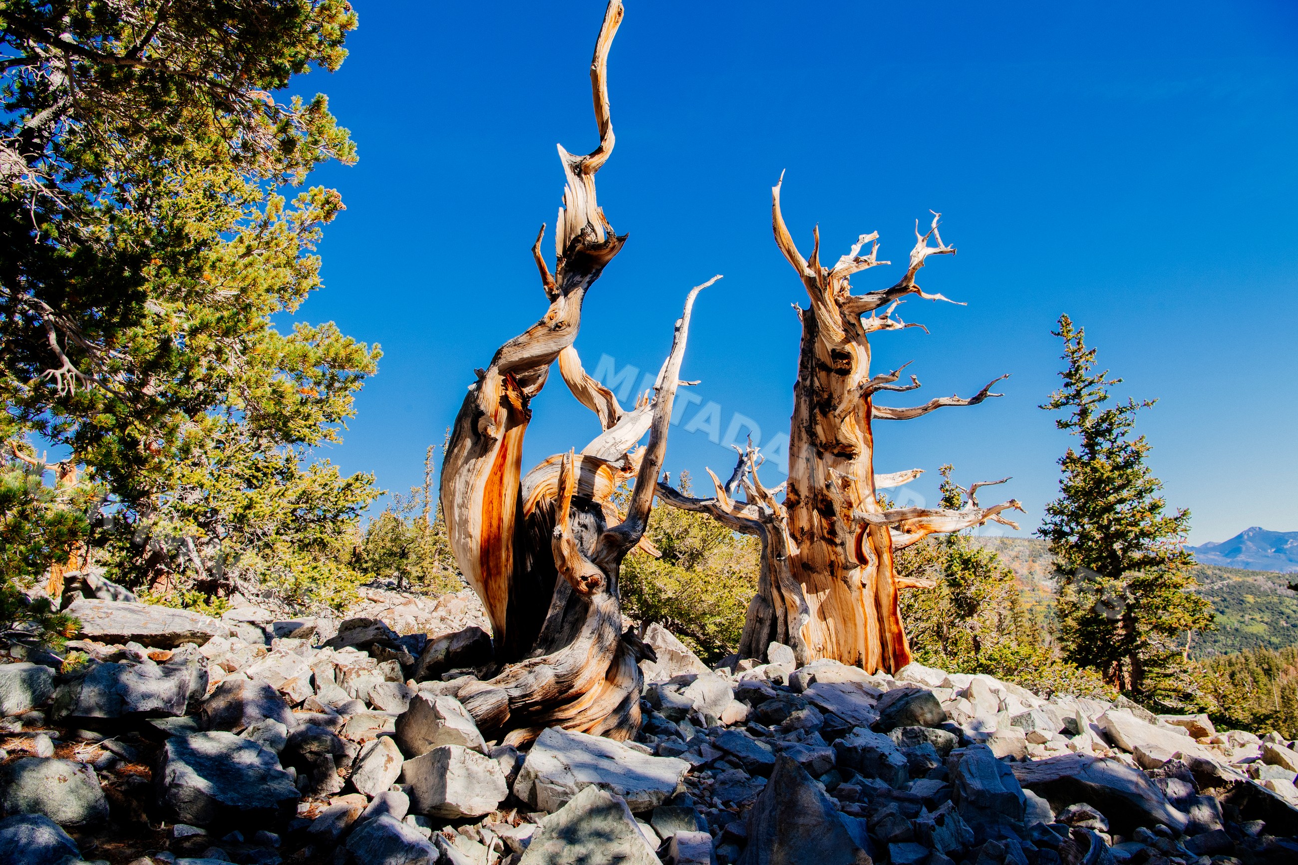 Ancient bristlecone pine trees on rocky mountain terrain with blue sky
