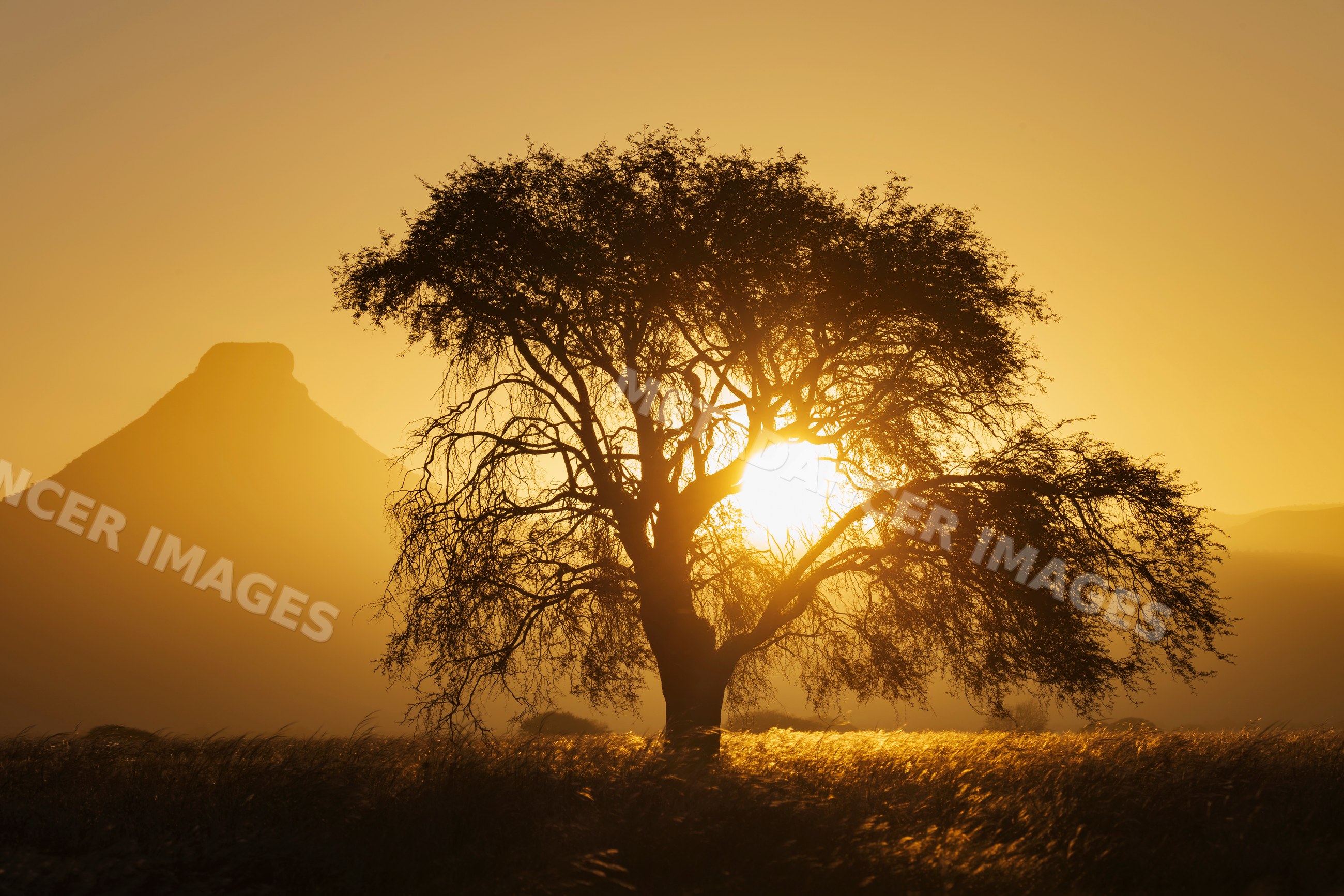 Blackthorn Acacia tree silhouette at Sunset in Namibia