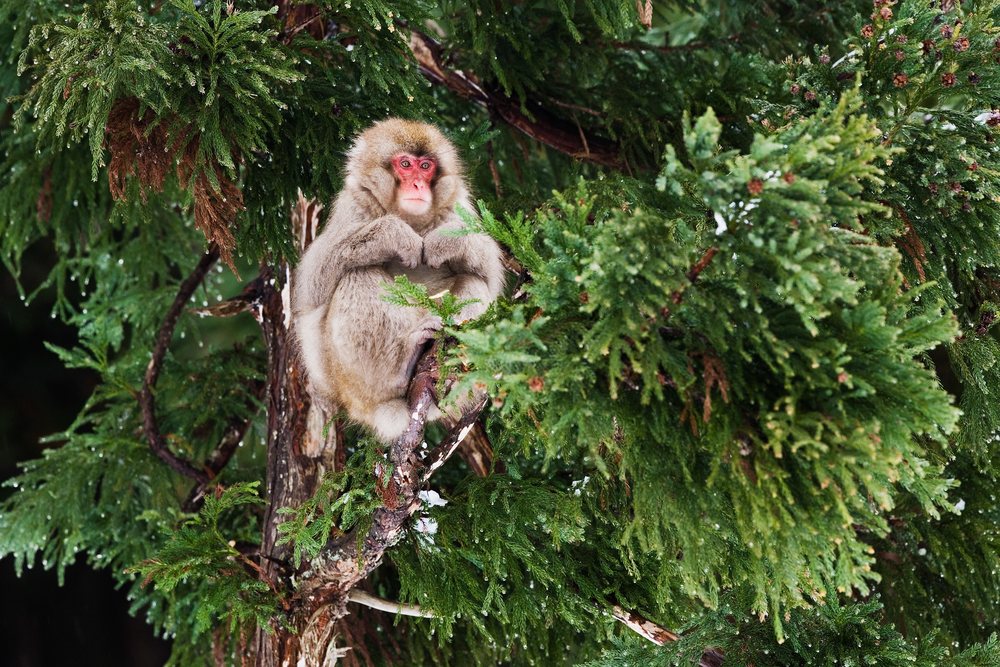 Japanese macaque sitting with green foliage in winter Japan