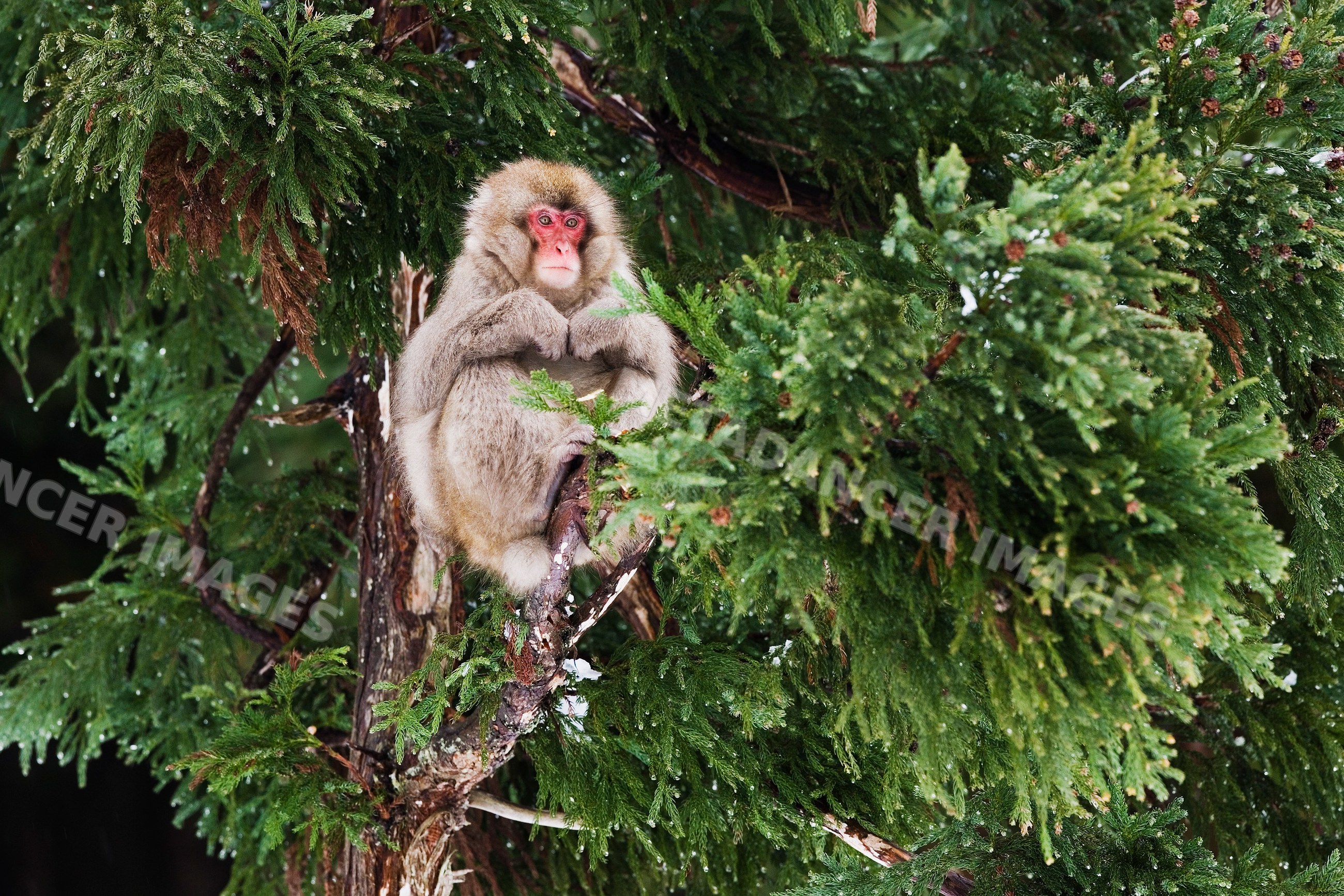 Japanese macaque sitting with green foliage in winter Japan