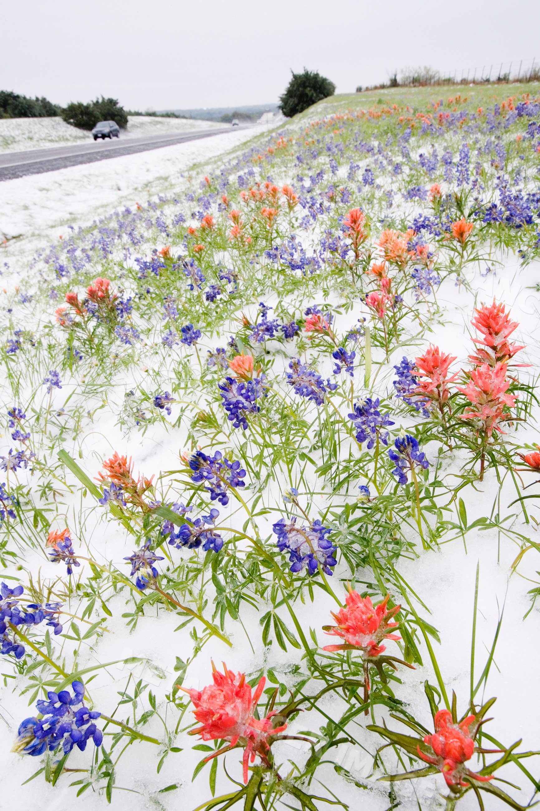 Wild bluebonnets and indian paintbrush flowers covered by snow
