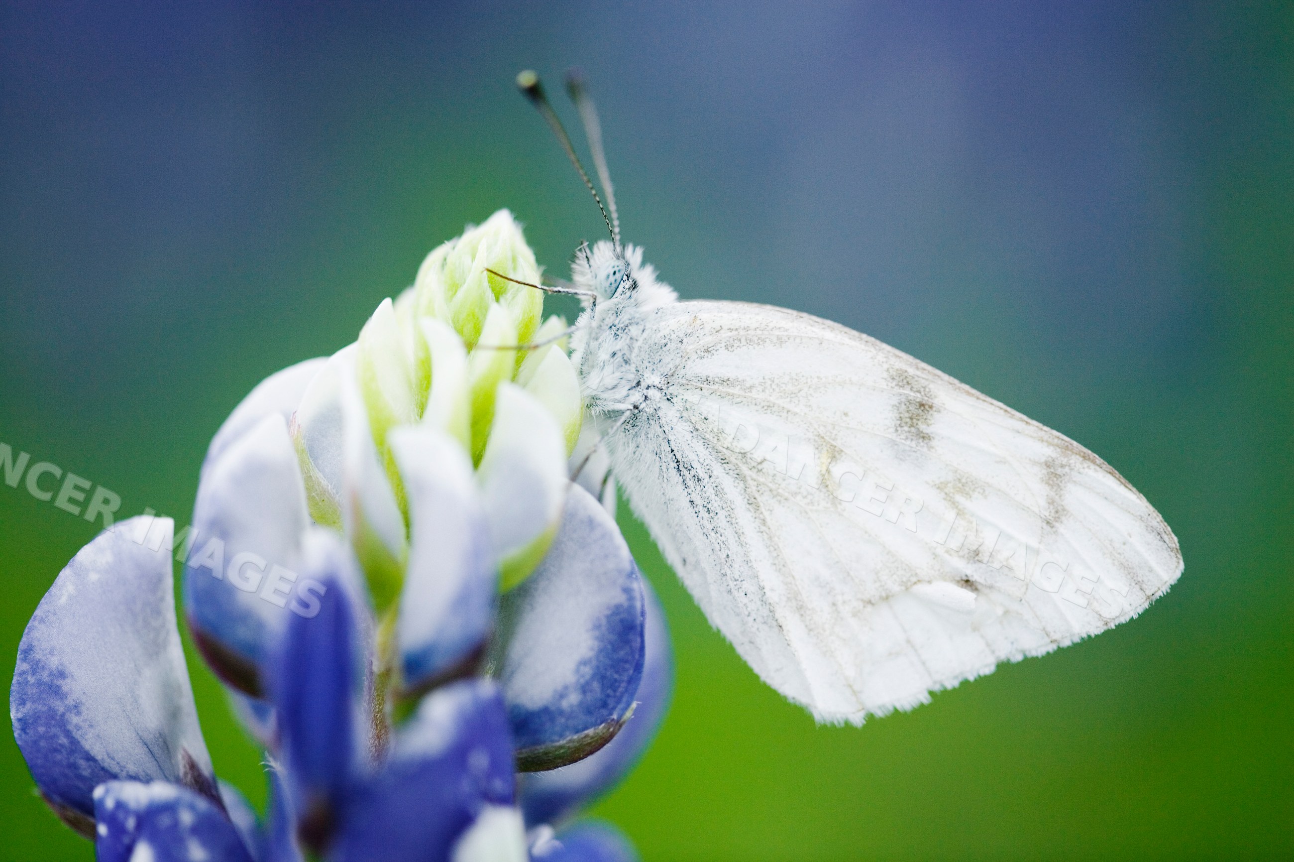 White butterfly resting on bluebonnet flower