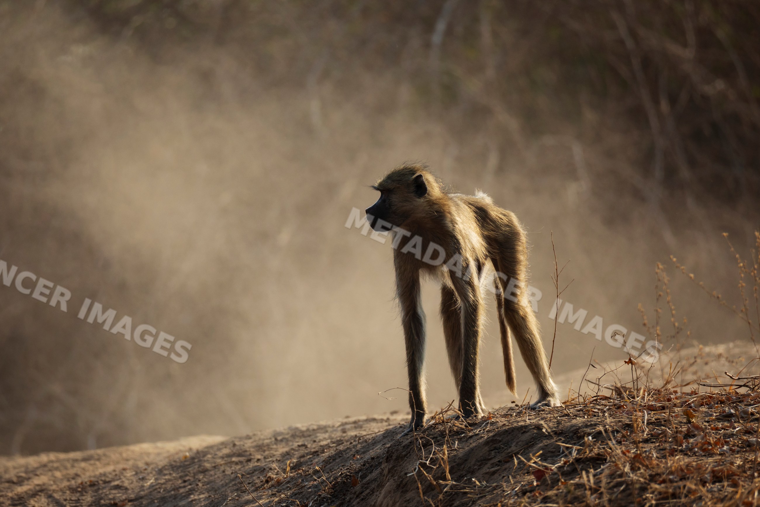 Baboon standing in dust near dry foliage in a park
