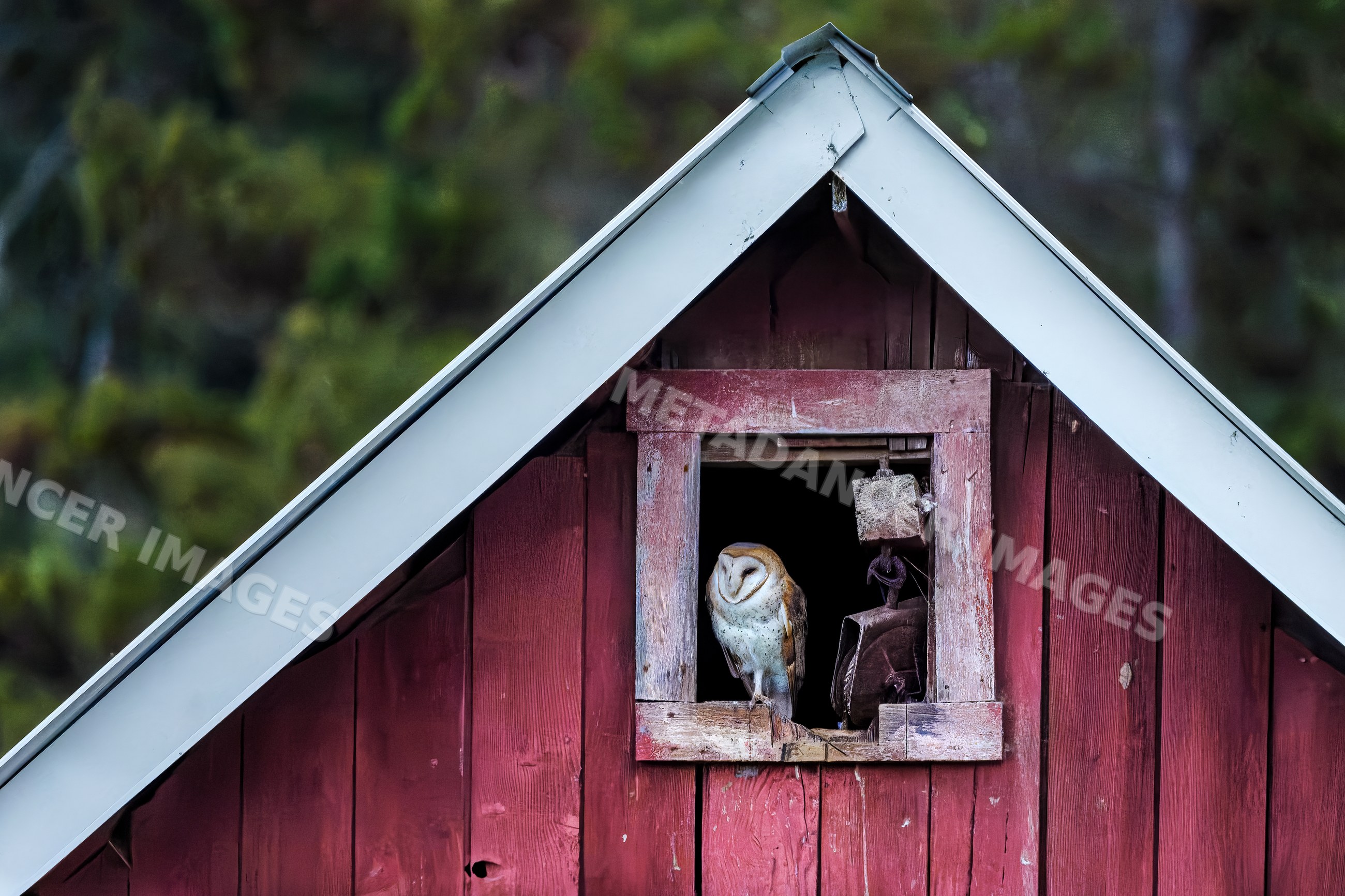 American Barn owl perched in window of red wooden barn