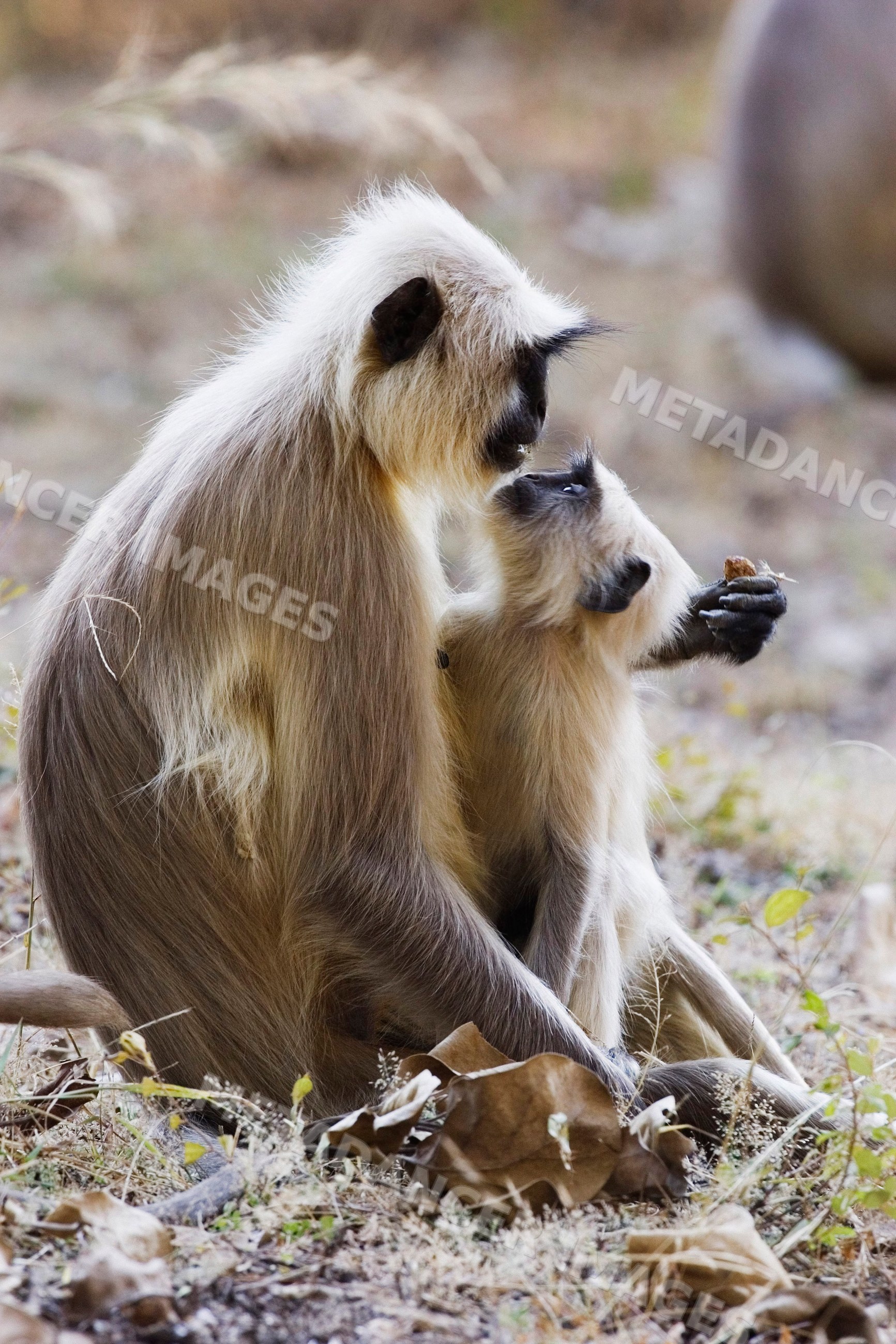 Adult and juvenile langur monkeys interacting closely on forest floor