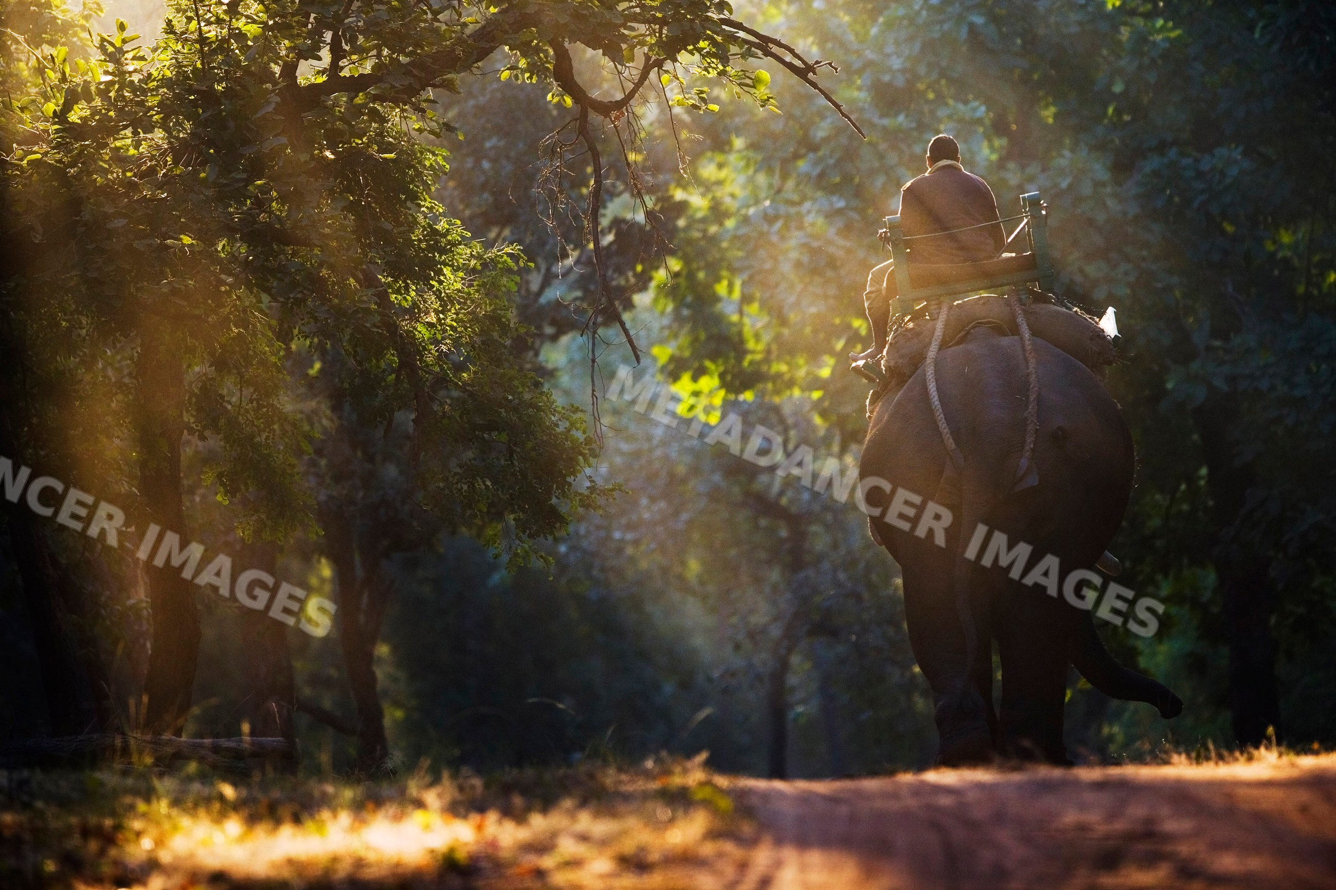 Elephant carrying rider along forest path, india