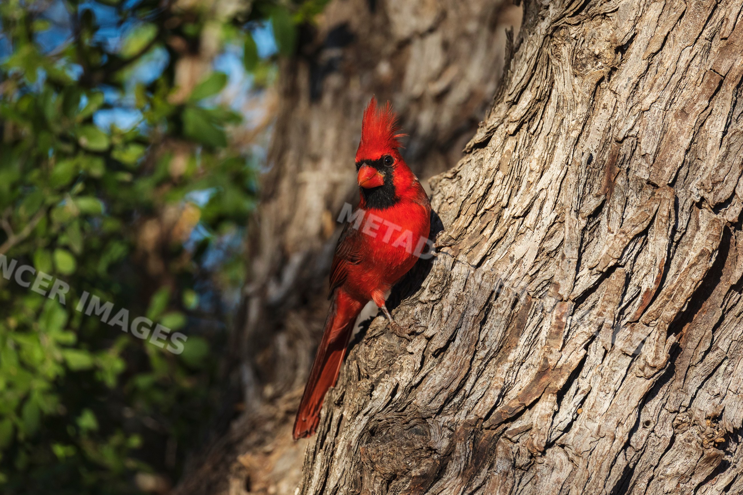 Male Cardinal perched on tree bark at santa clara Ranch